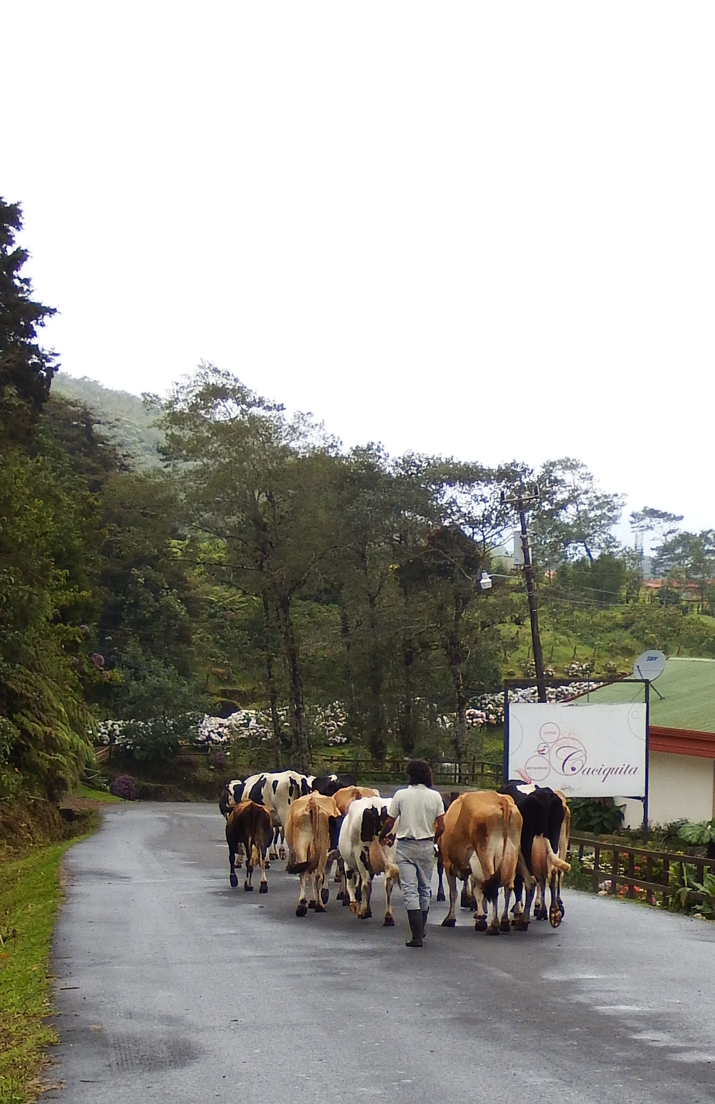 And, of course, sometimes it is caused by cows.  