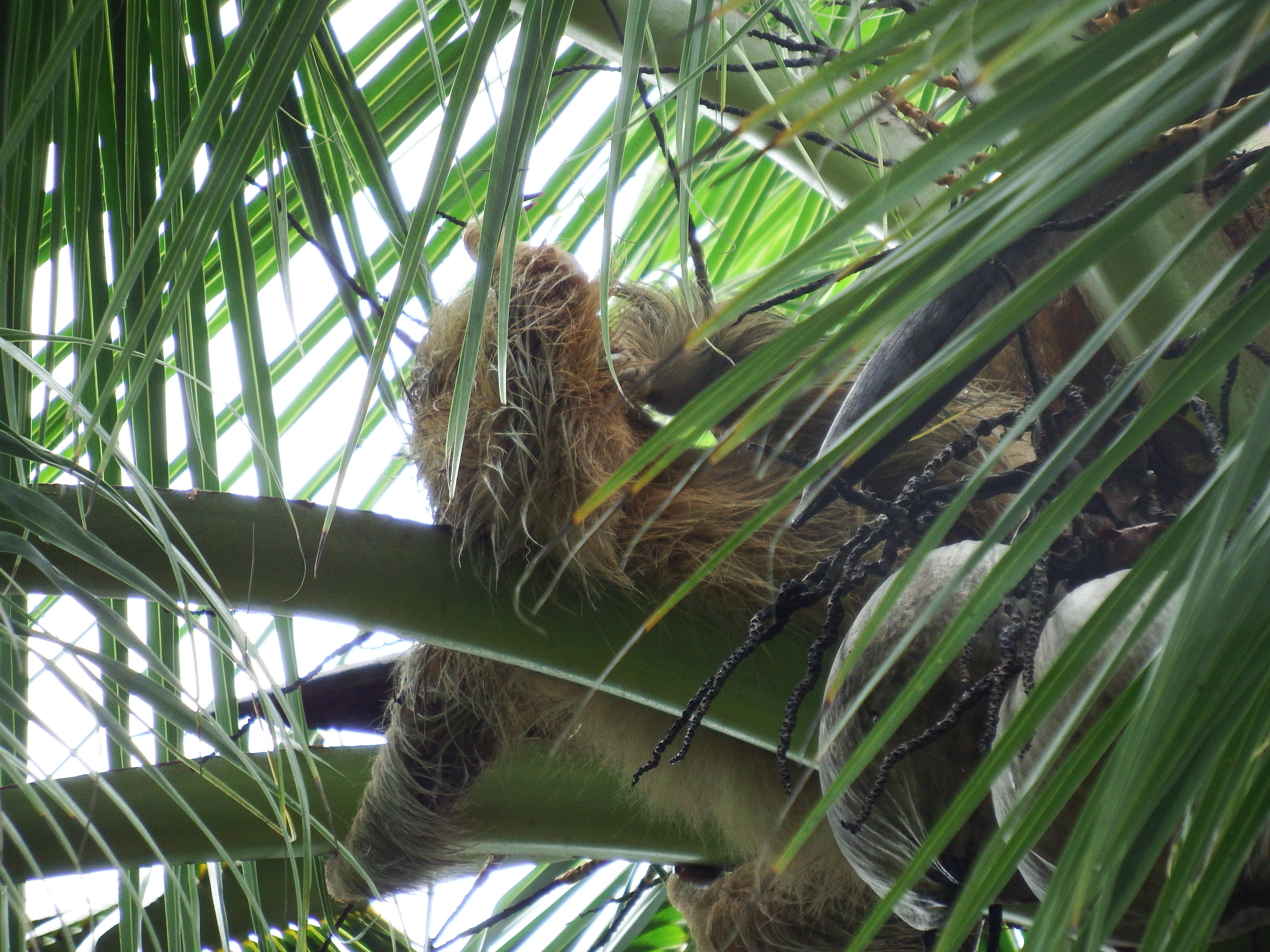 That's a sloth up there.