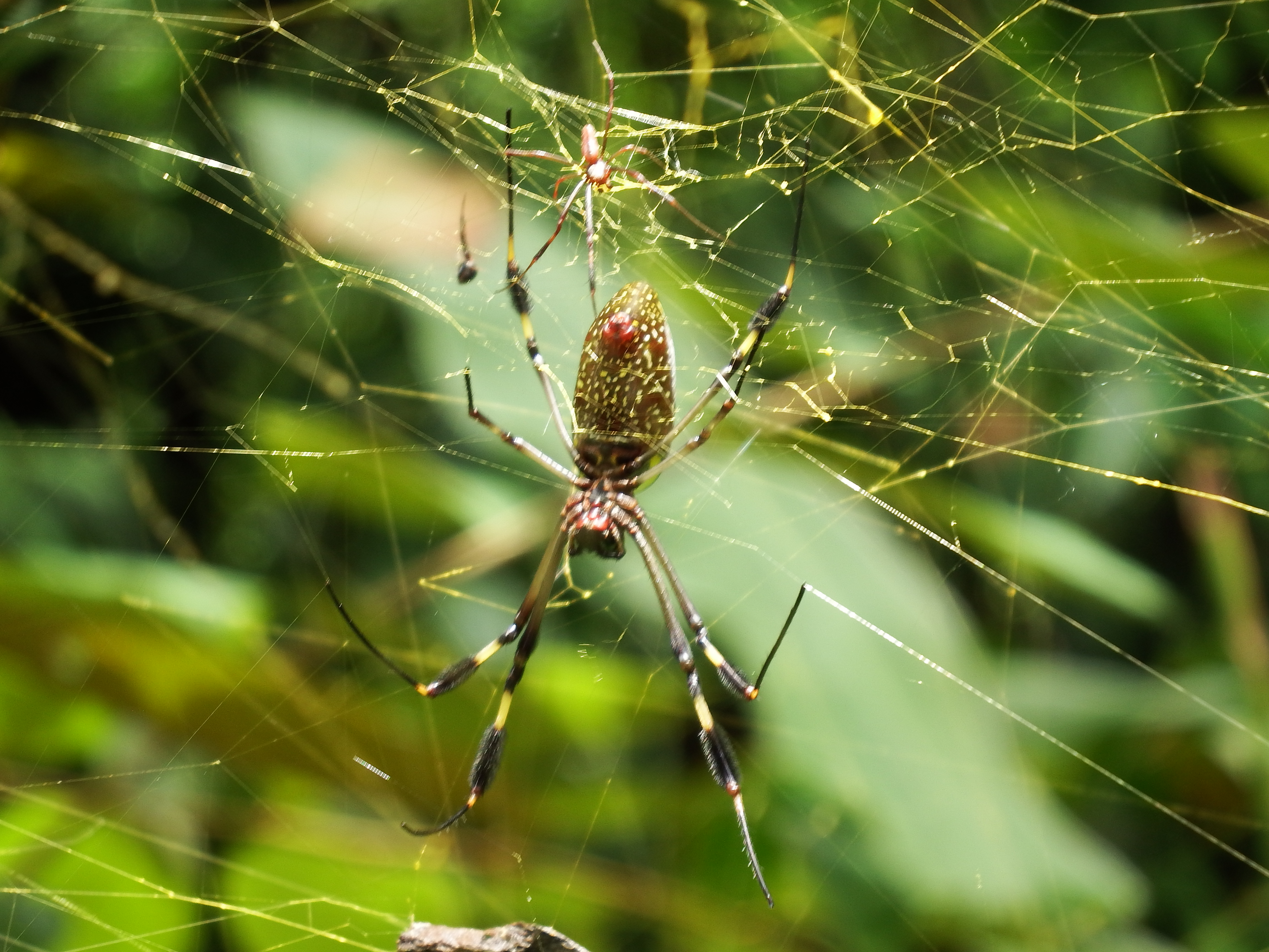Golden Orb Weaver just off the trail in Manuel Antonio