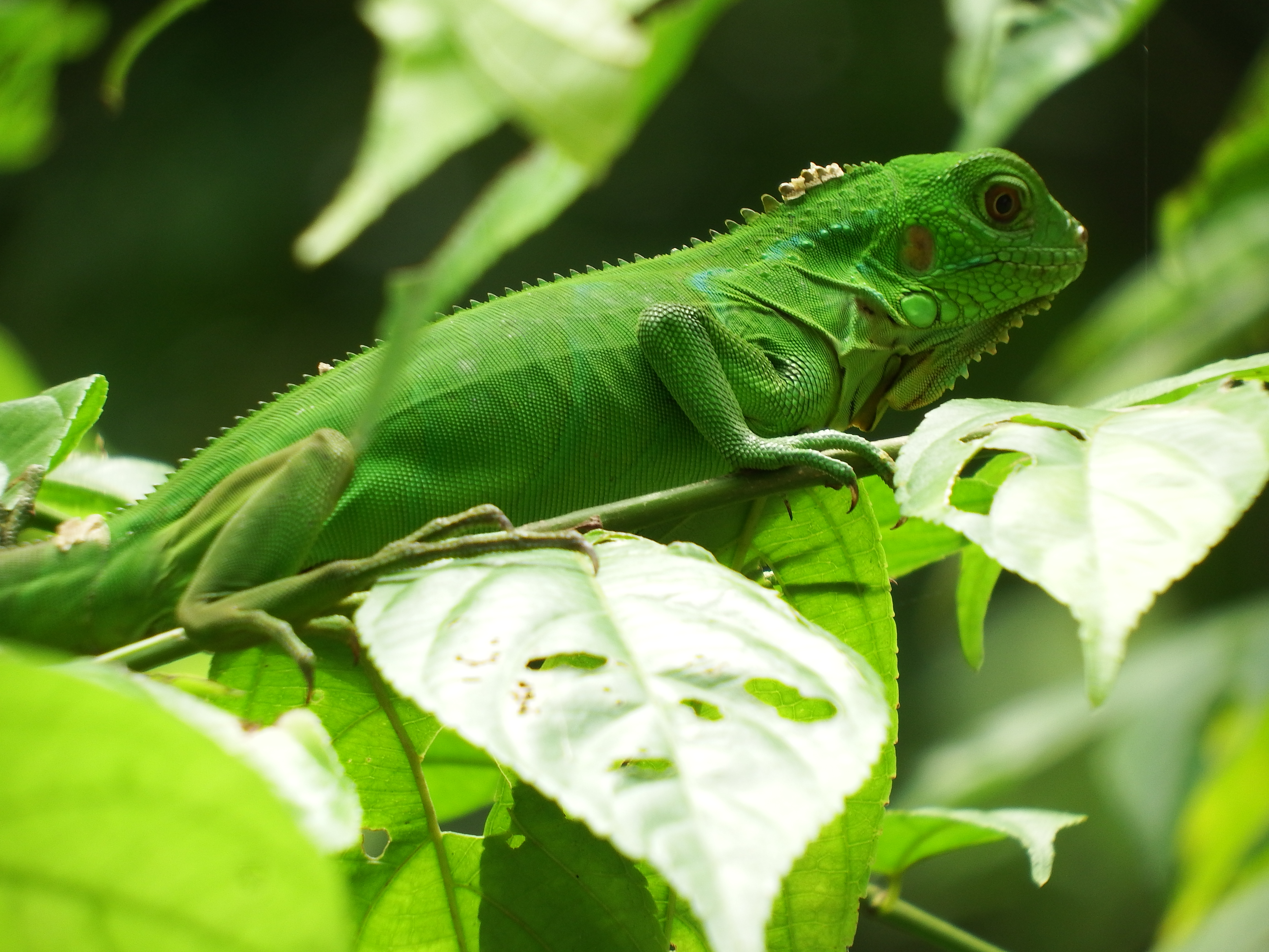 Kids found this guy in the trees.