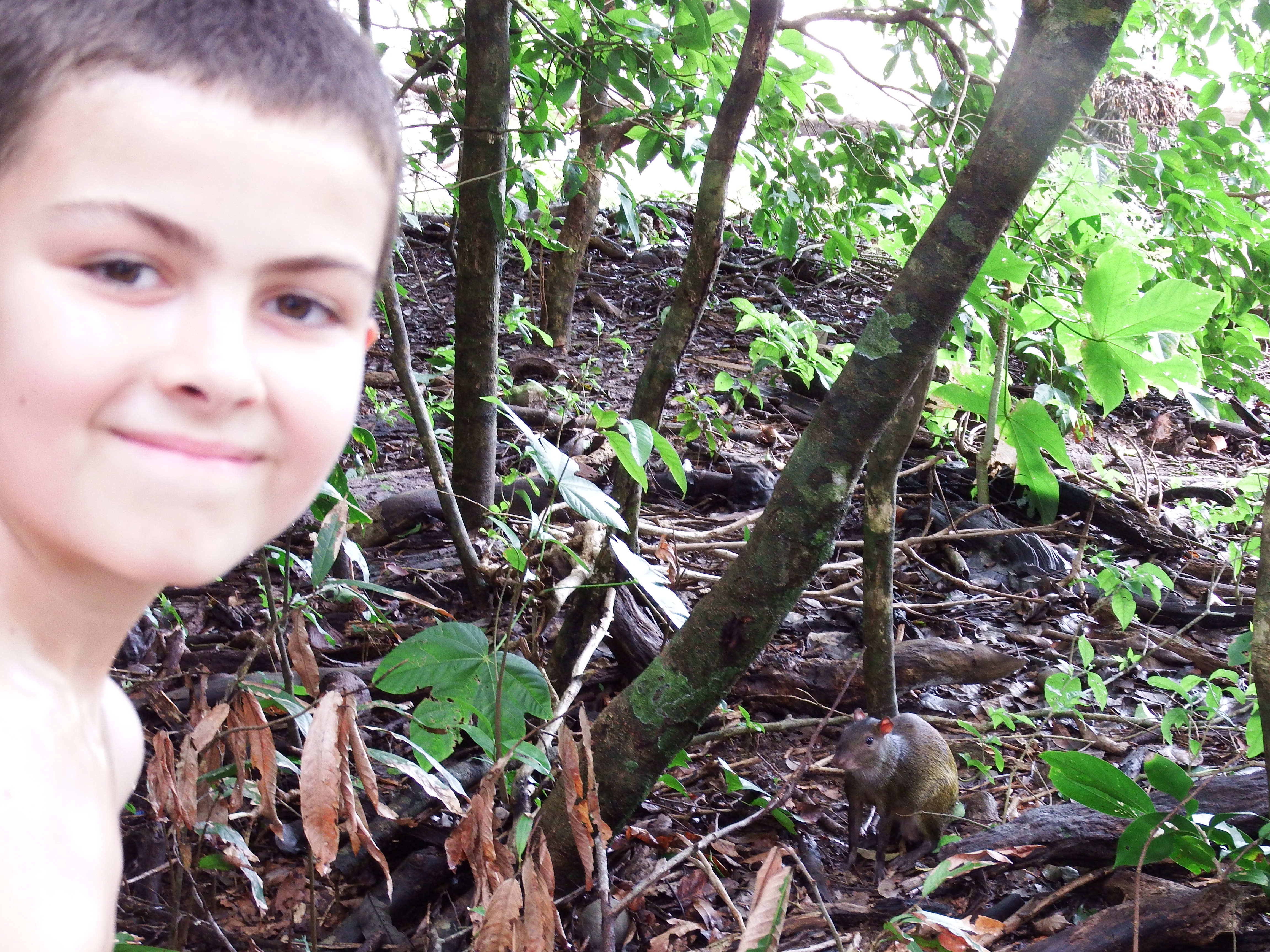 Jack found this little guy (an Agouti) near the beach.