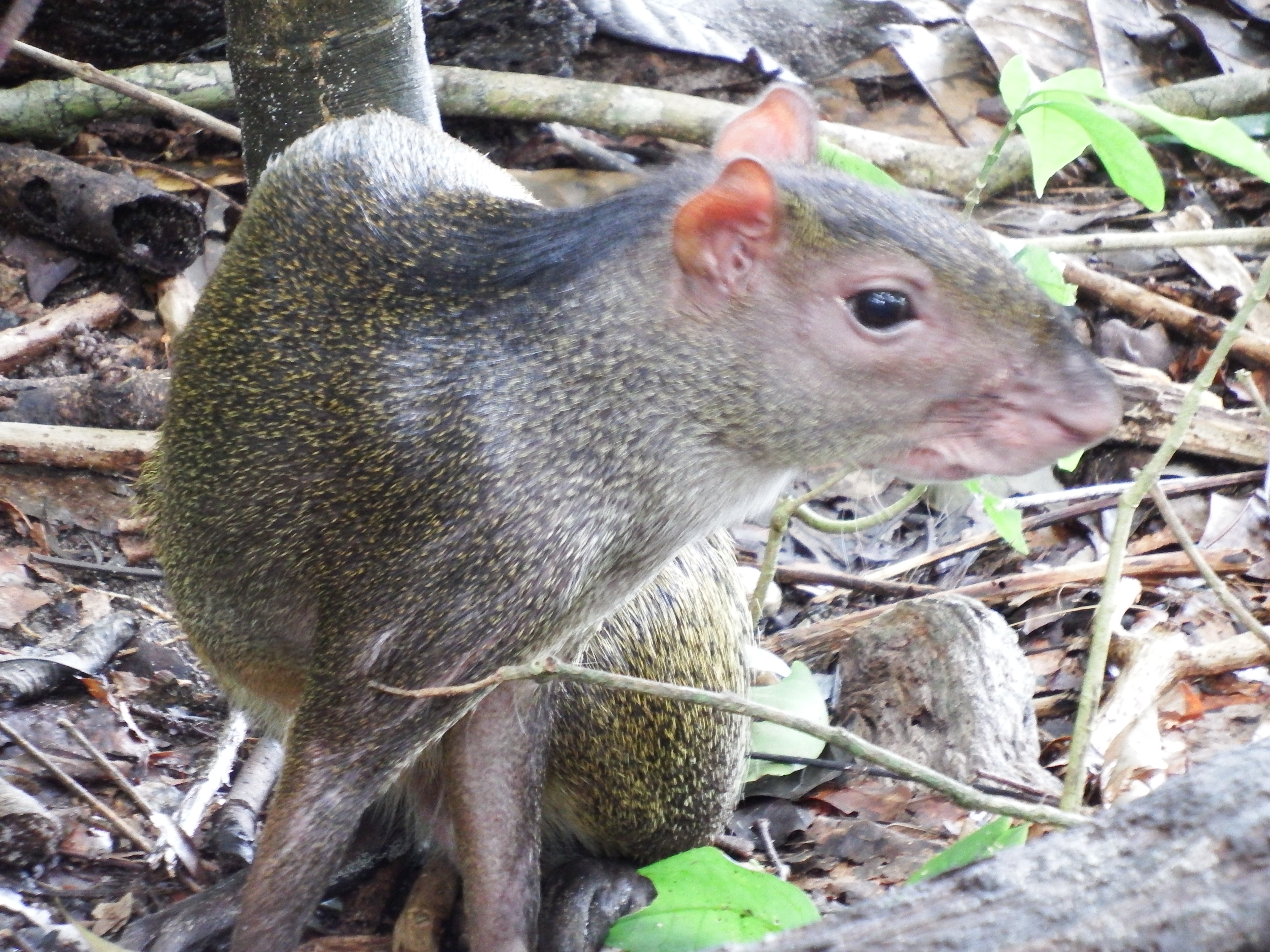 Close up of Jack's pal the Agouti