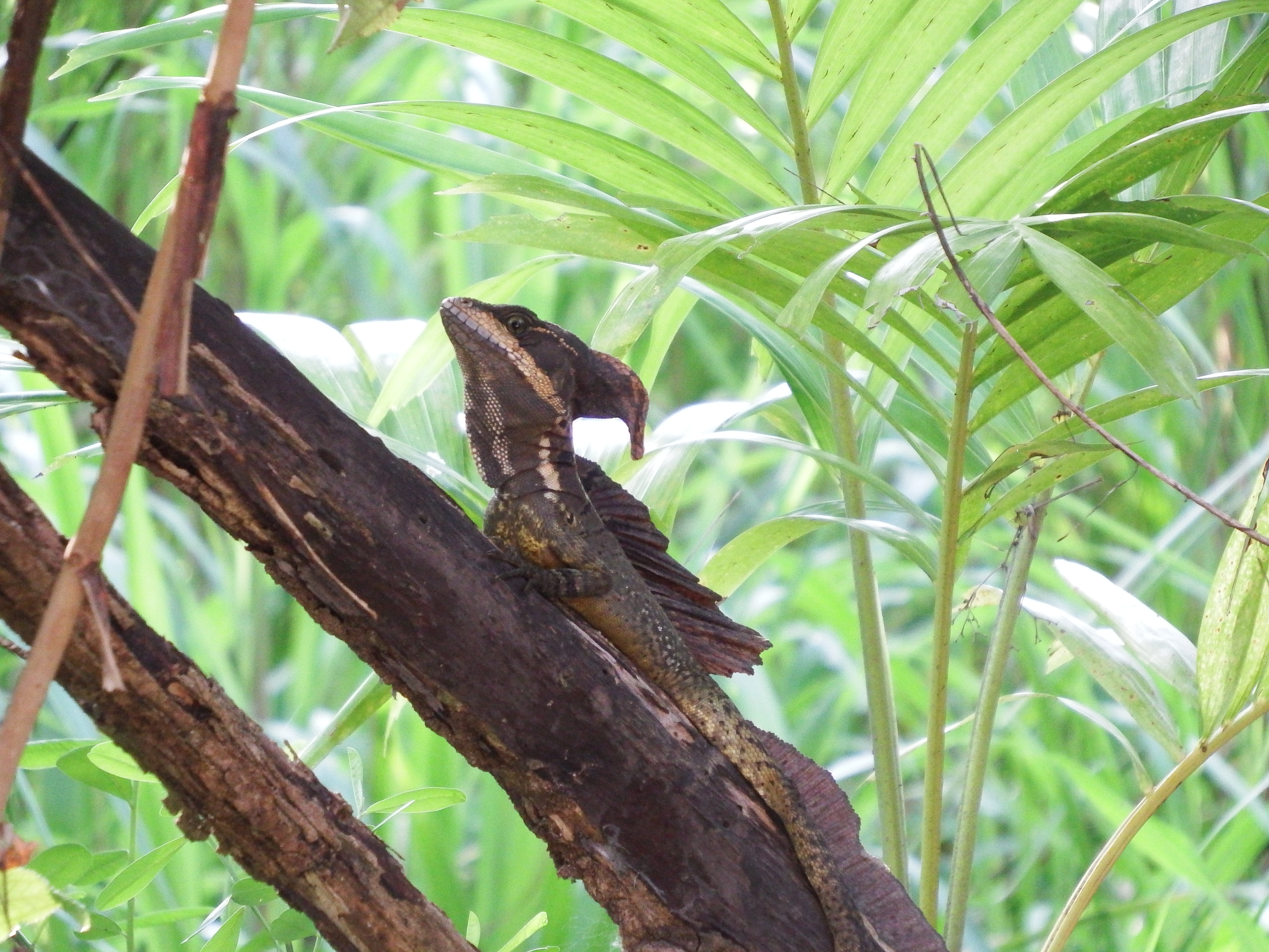 Basilisk (can't kill like the one in Harry Potter but he CAN run across the water!).