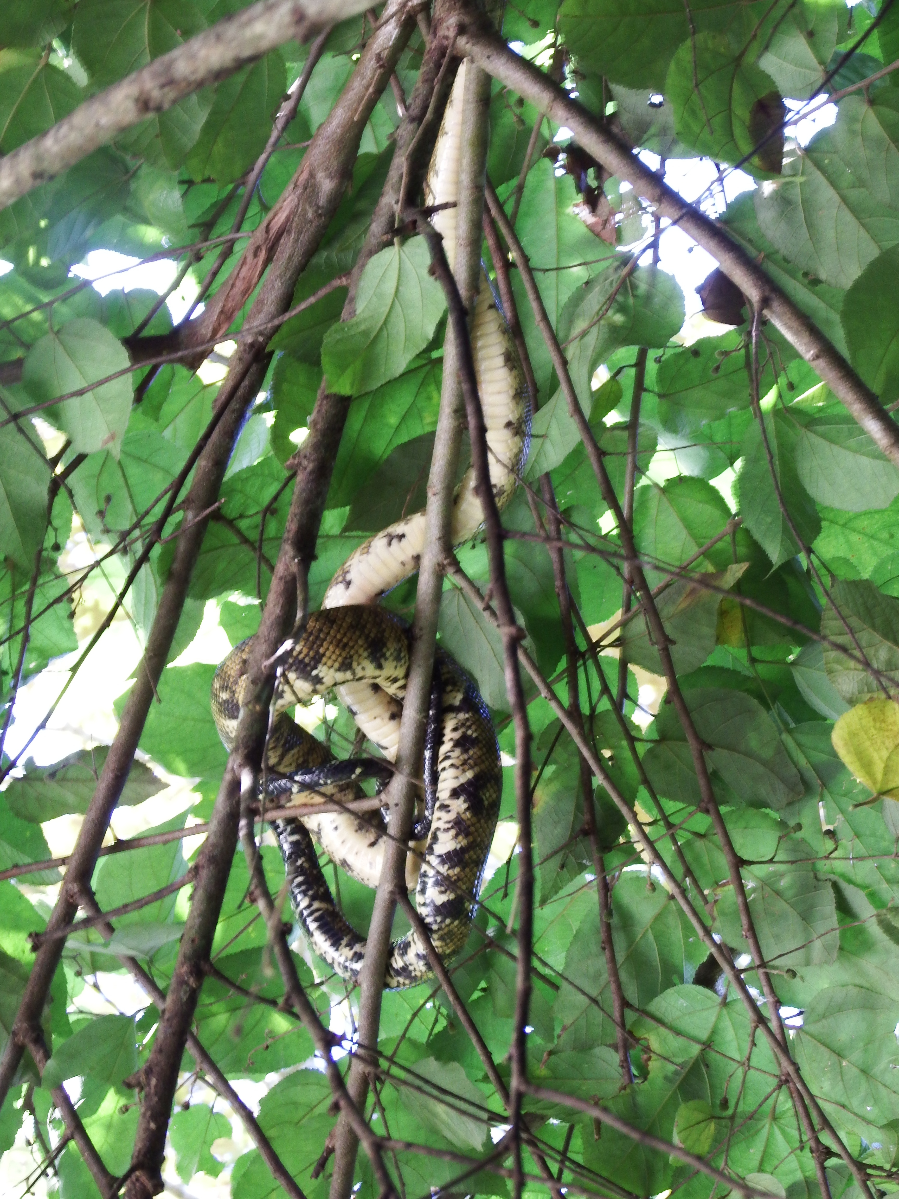 Cuidado --- boas overhead!