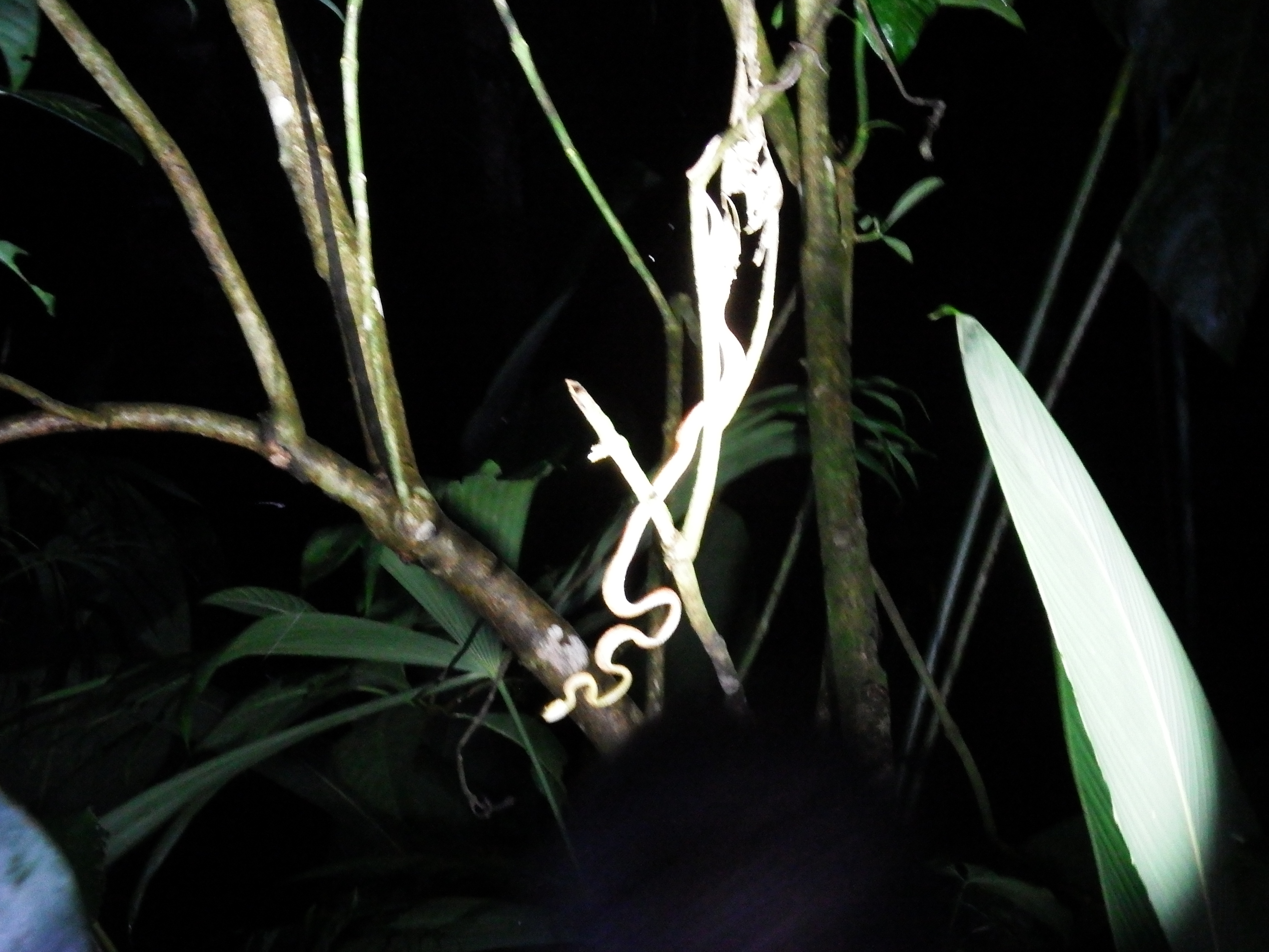 Vine snake (see...looks like a vine).  Was about to take out an unsuspecting frog!