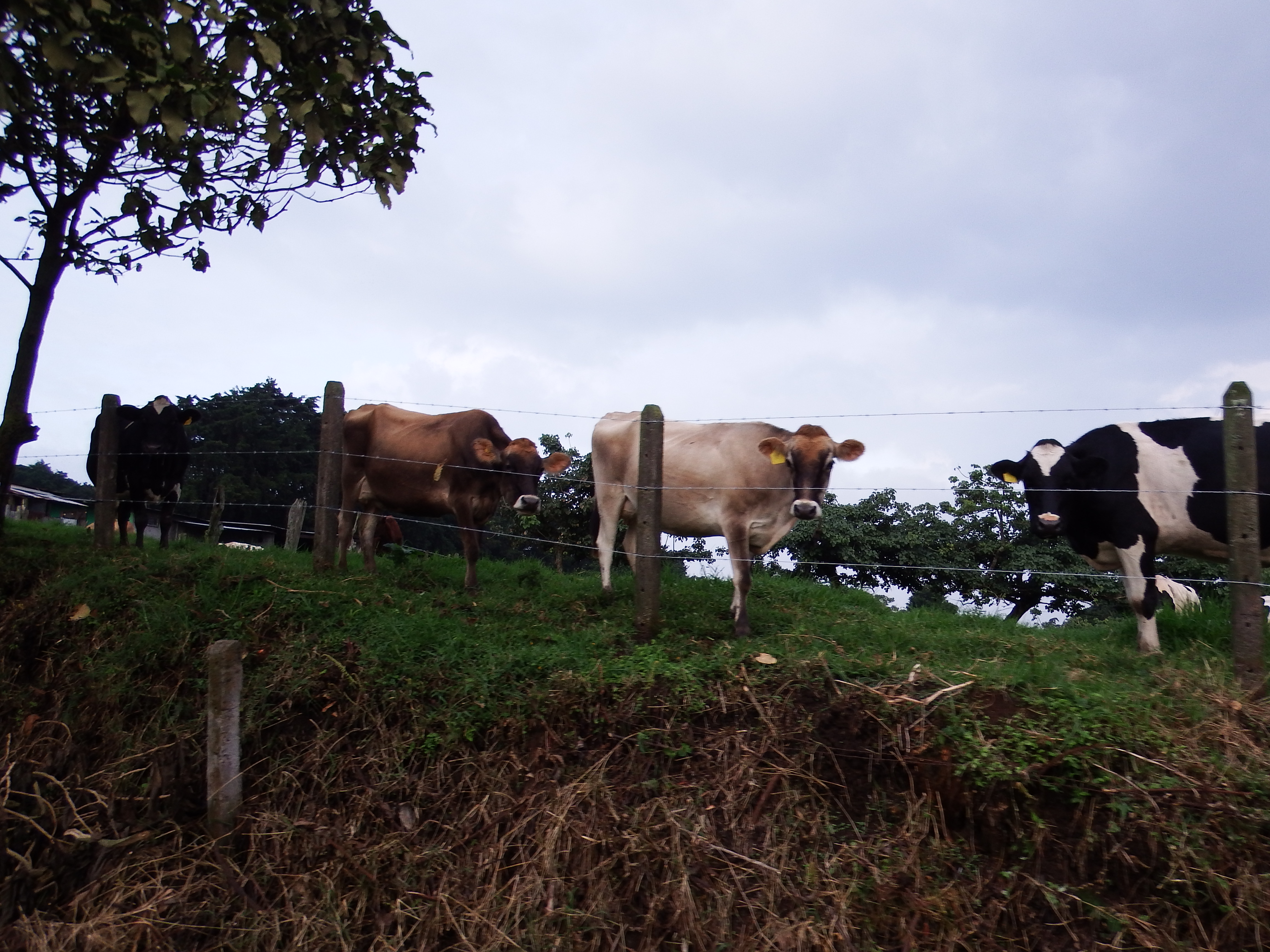 The cows across the street from one of the new houses...blissfully unaware of the "land for sale" sign on their fence...