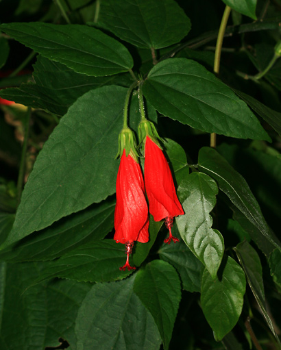 Sleeping hibiscus flowers (yum!...except when they have bugs in the them).