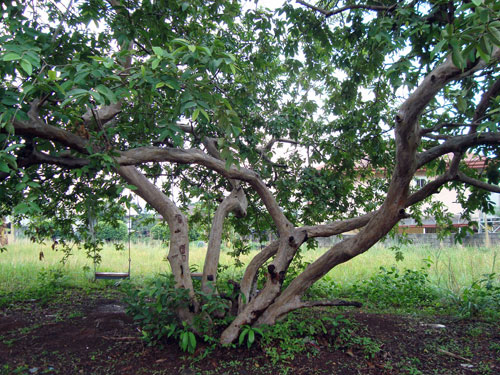 This is a guayaba (guava) tree like the ones at school.