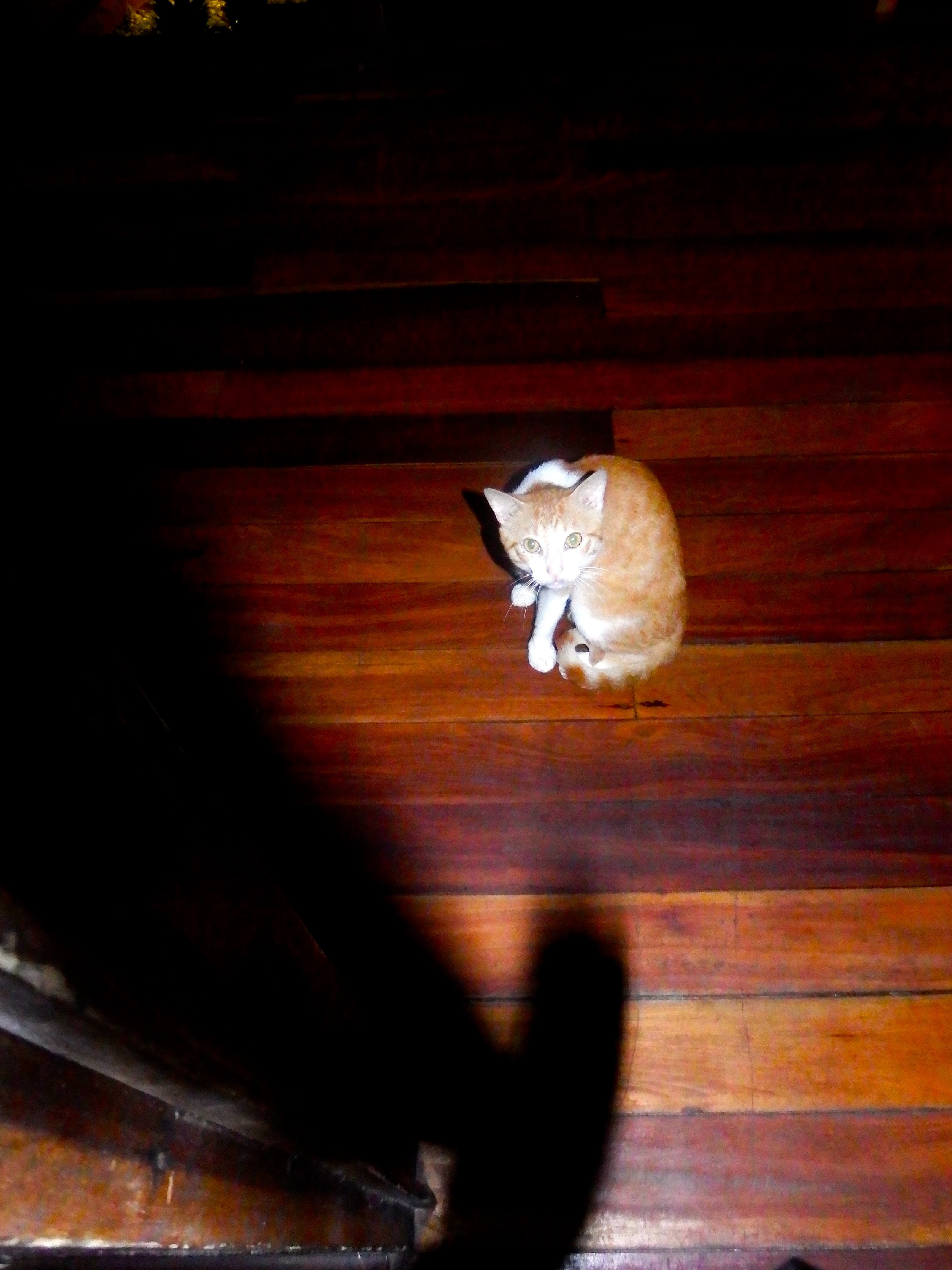 Creepy wounded cat...