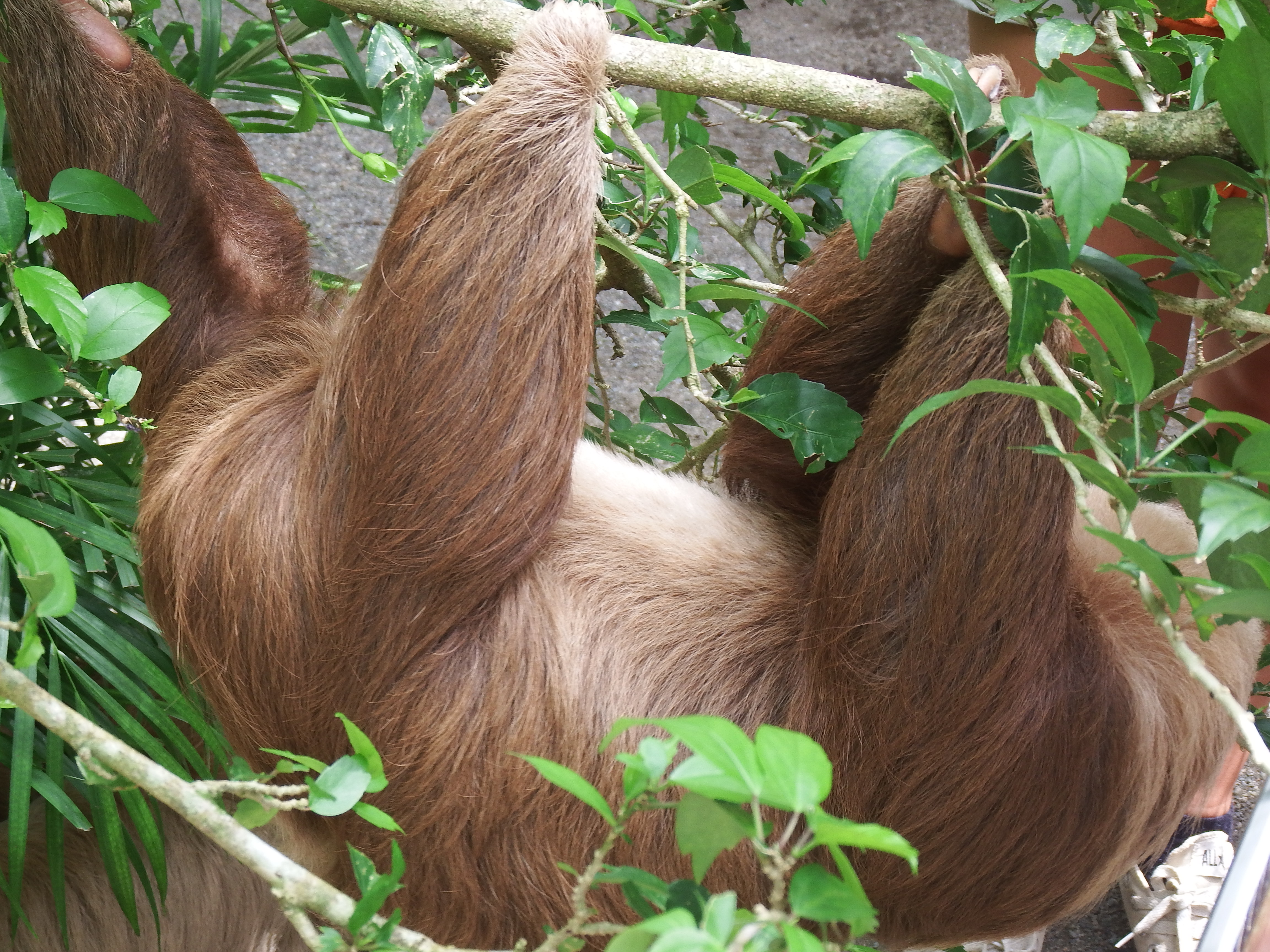 Sloth found on hotel grounds.