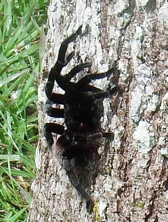 Kinda looks like a toy, right?