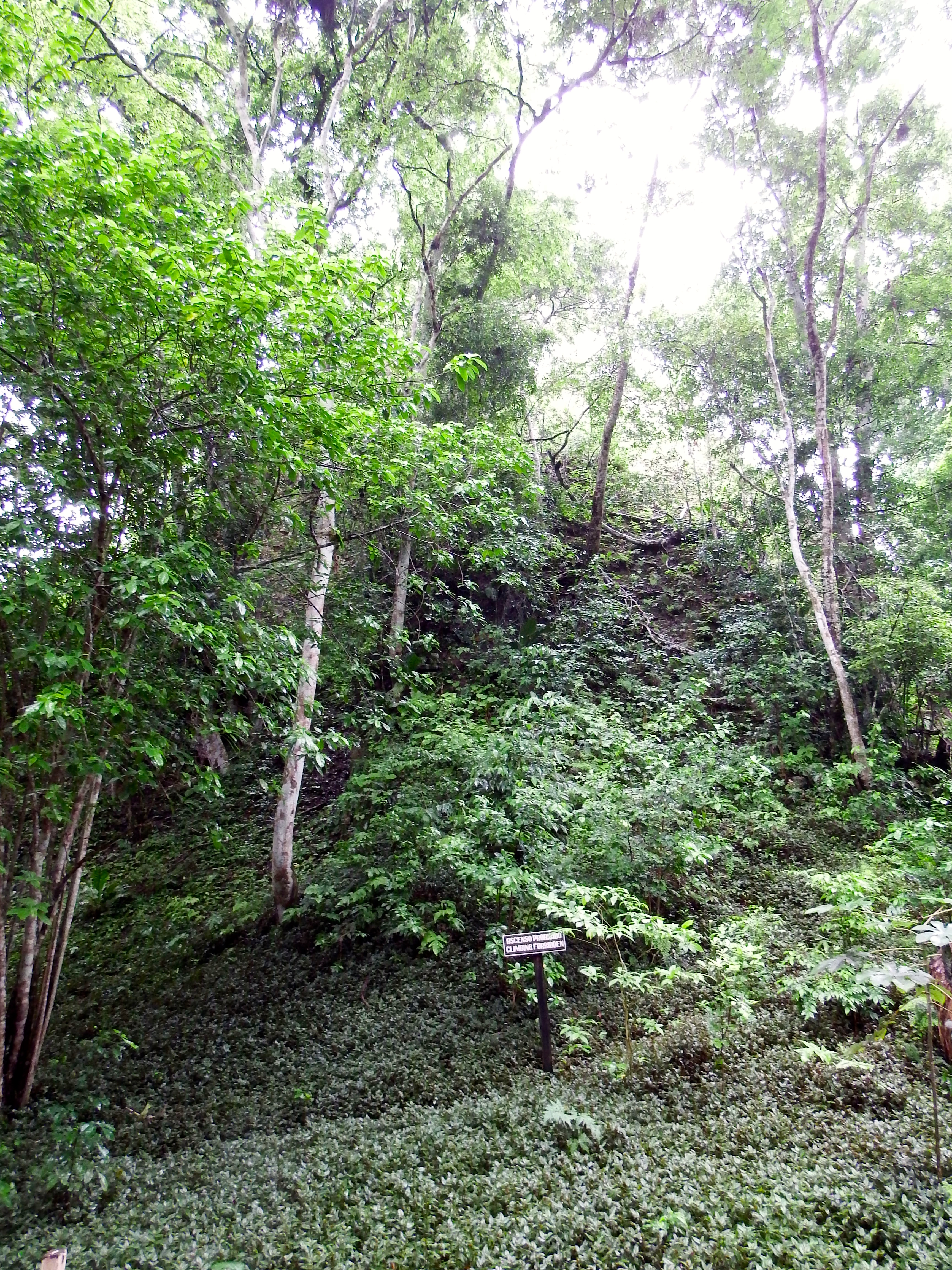 There is another building under this hill...one of a bazillion such hills in Tikal.
