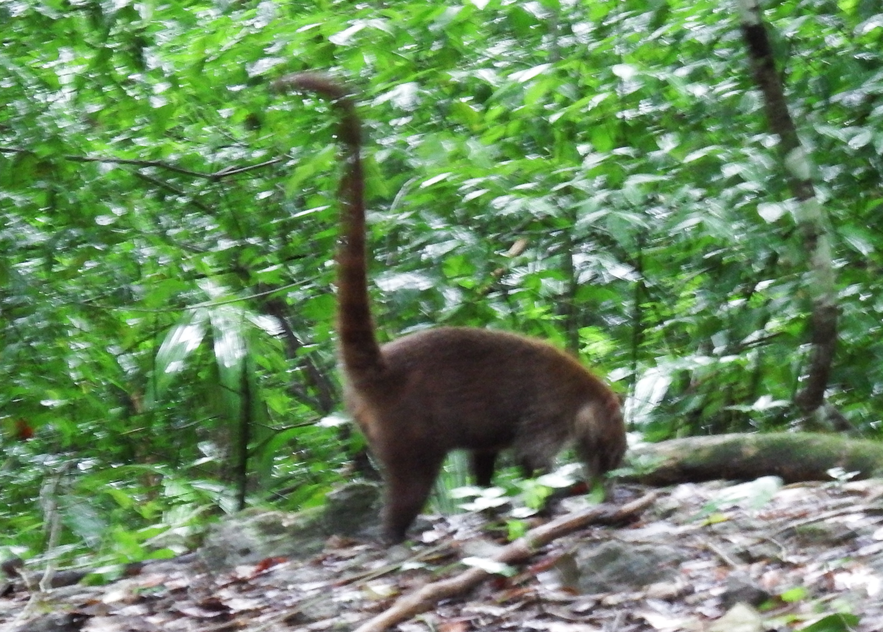 The obligatory coati mundi pic