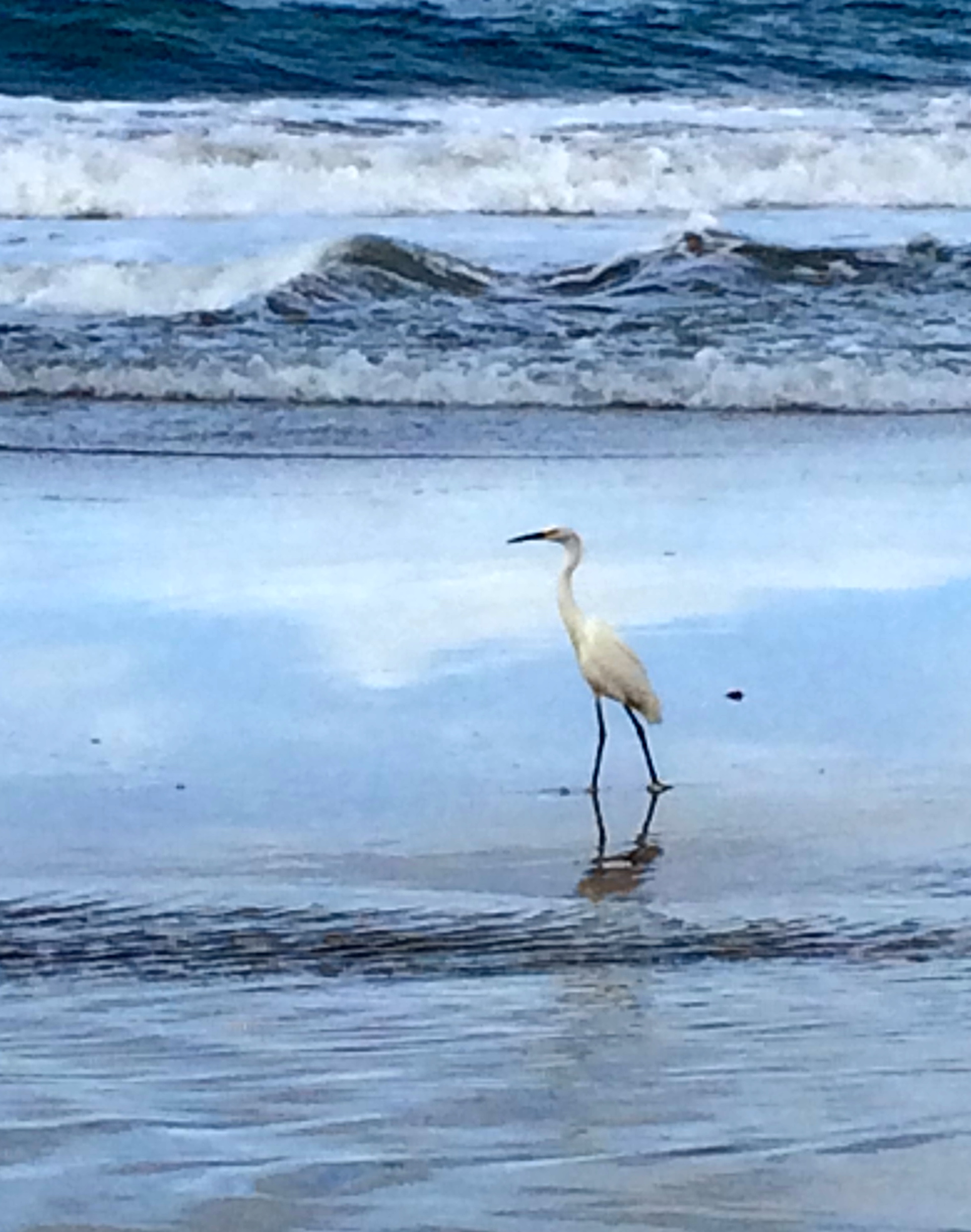 Jack and I found this guy (and a bazillion other crazy birds) walking on the beach one day.