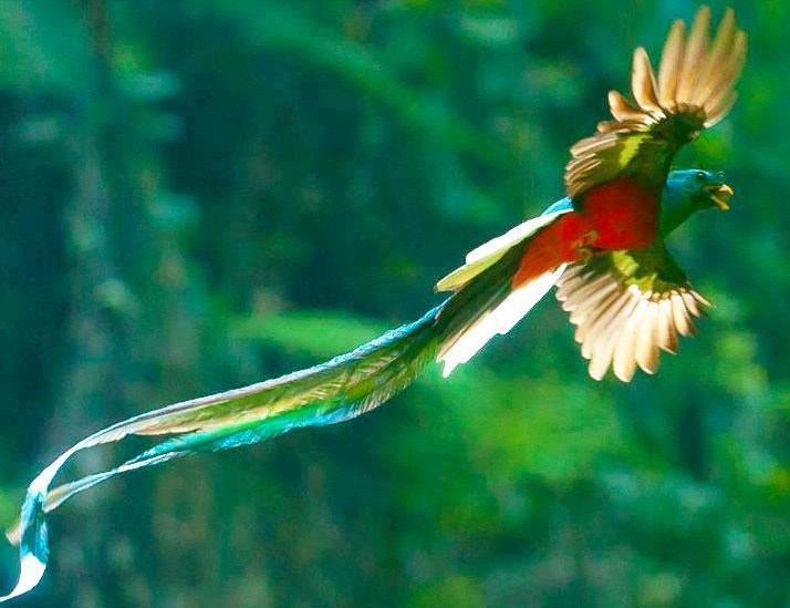 A quetzal in flight...