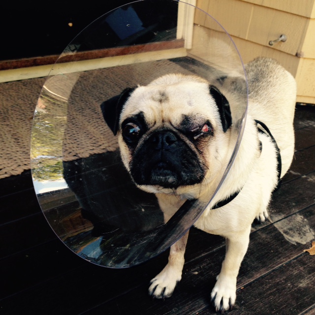 Poor Watson...not looking too hot after his eye operation.  : (