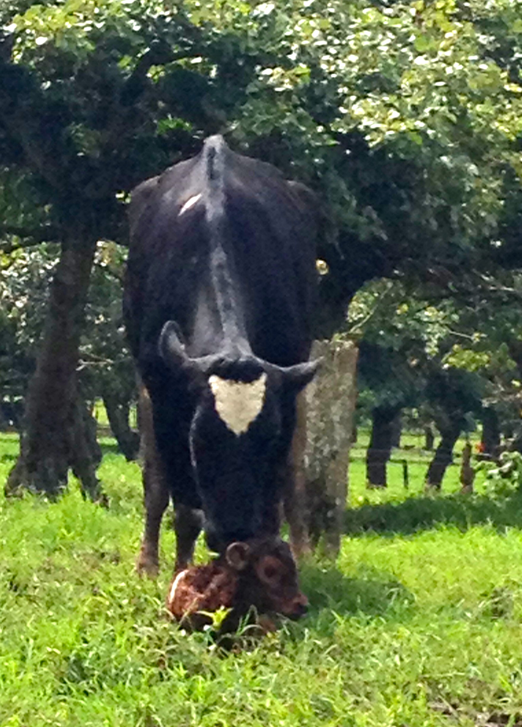 We'll save you the action-shot, but here is the proud mama and calf a few minutes later...