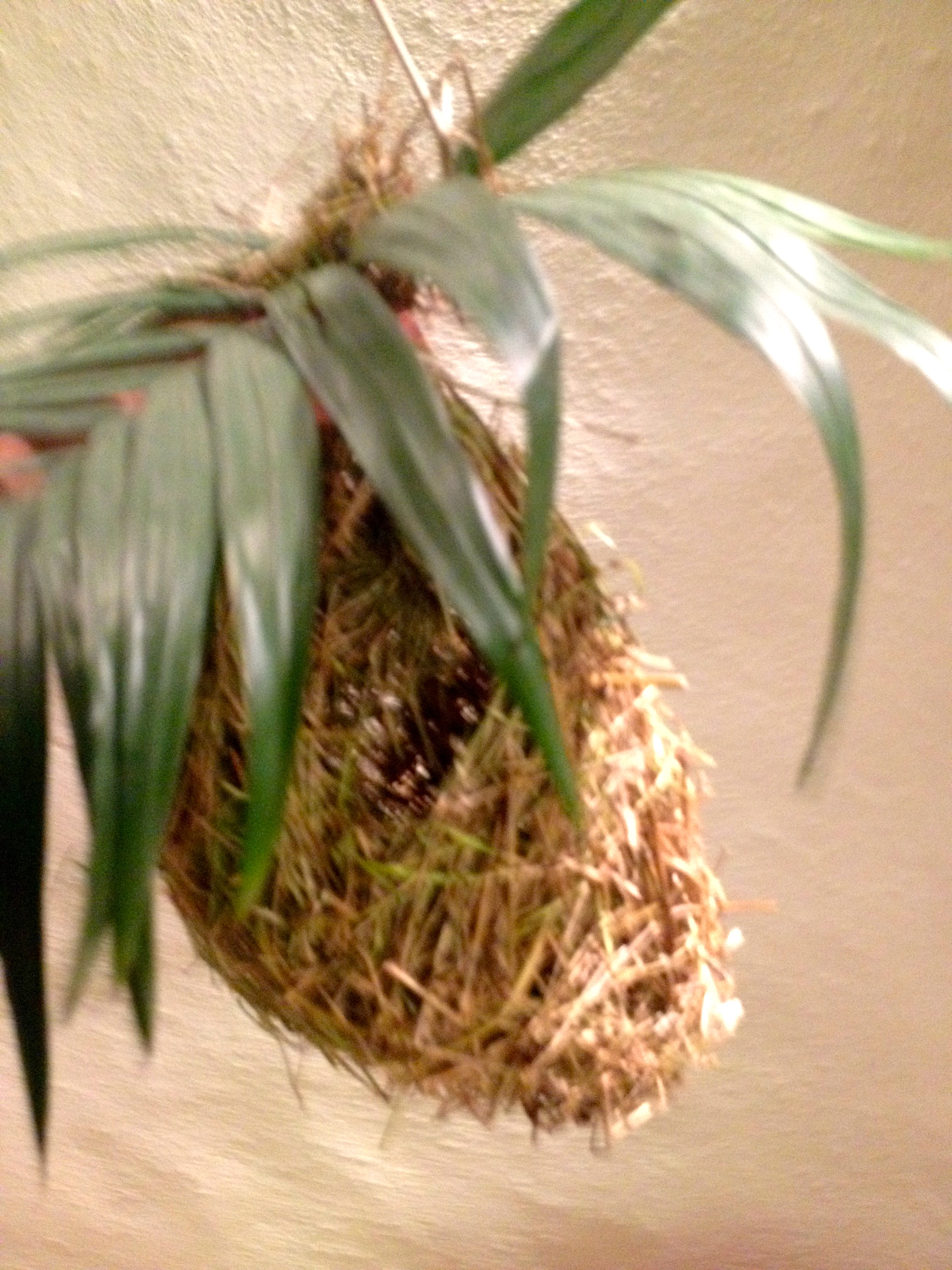 I think this pic sums up "having time."  Charlie spends about 30-60 minutes a day after school finding tall dried grass blades and weaving his own fake "Montezuma Bird" nests...  : )