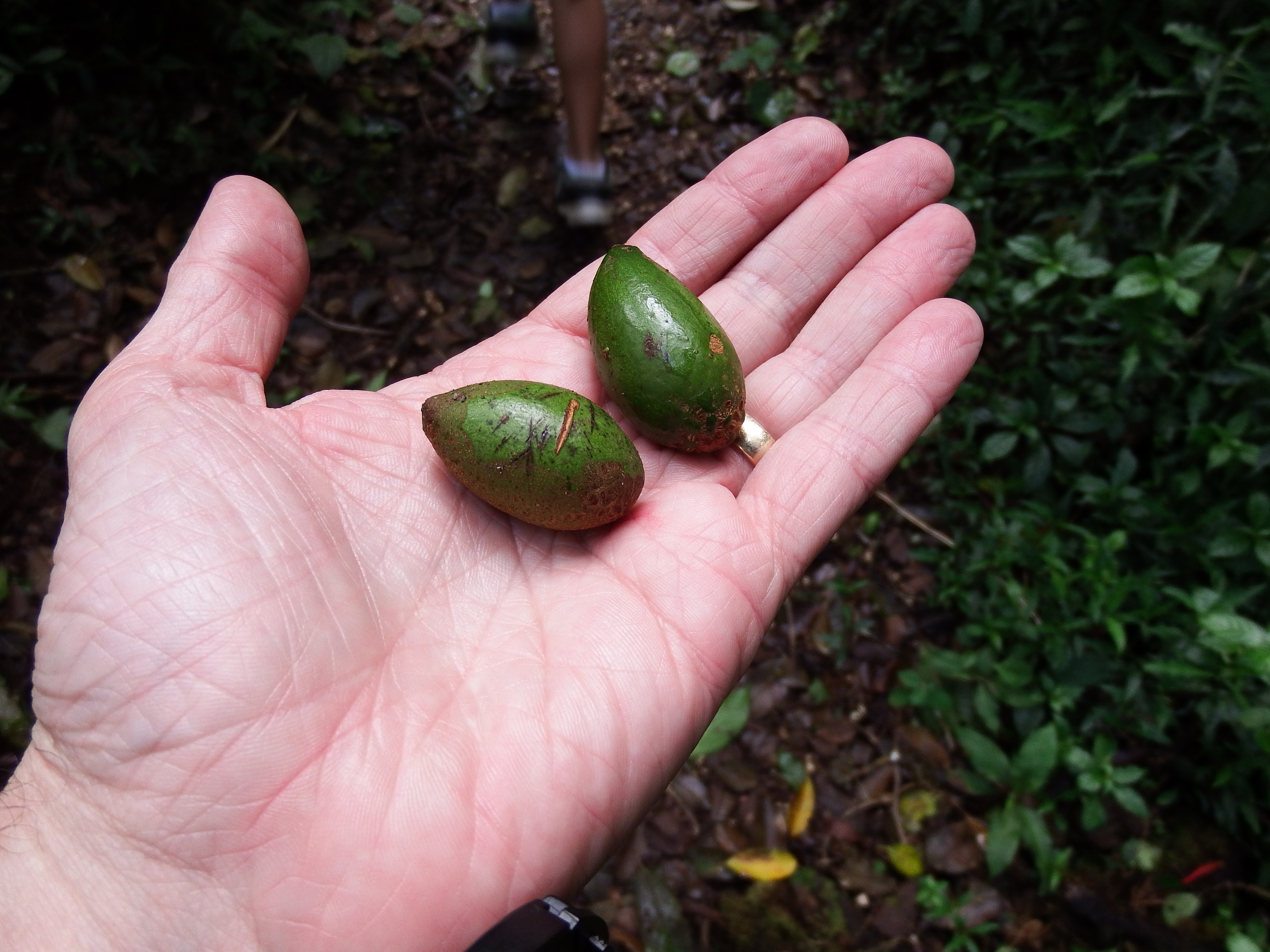 This is what the quetzals come to the tree to eat!