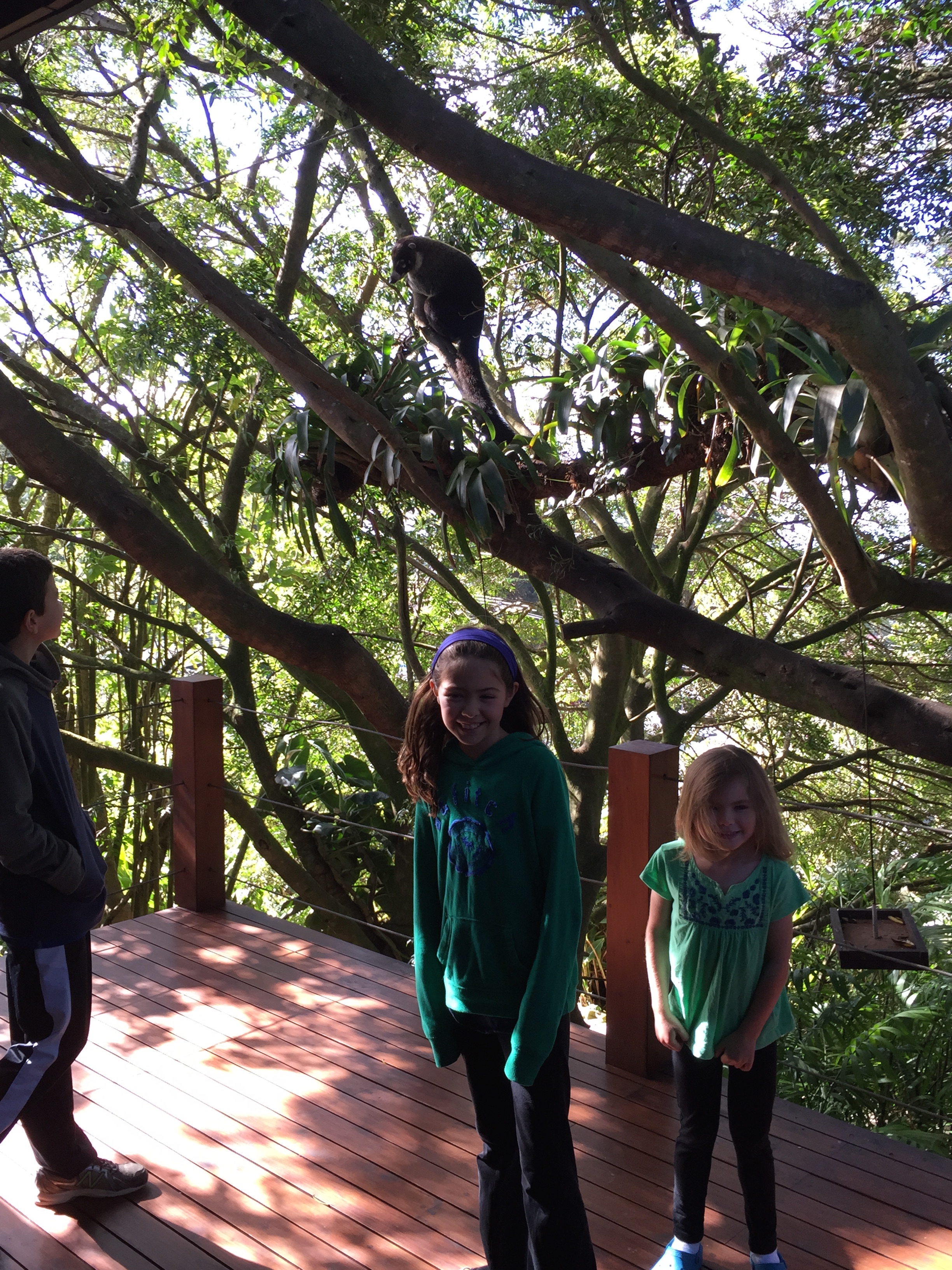 A coati near the hotel