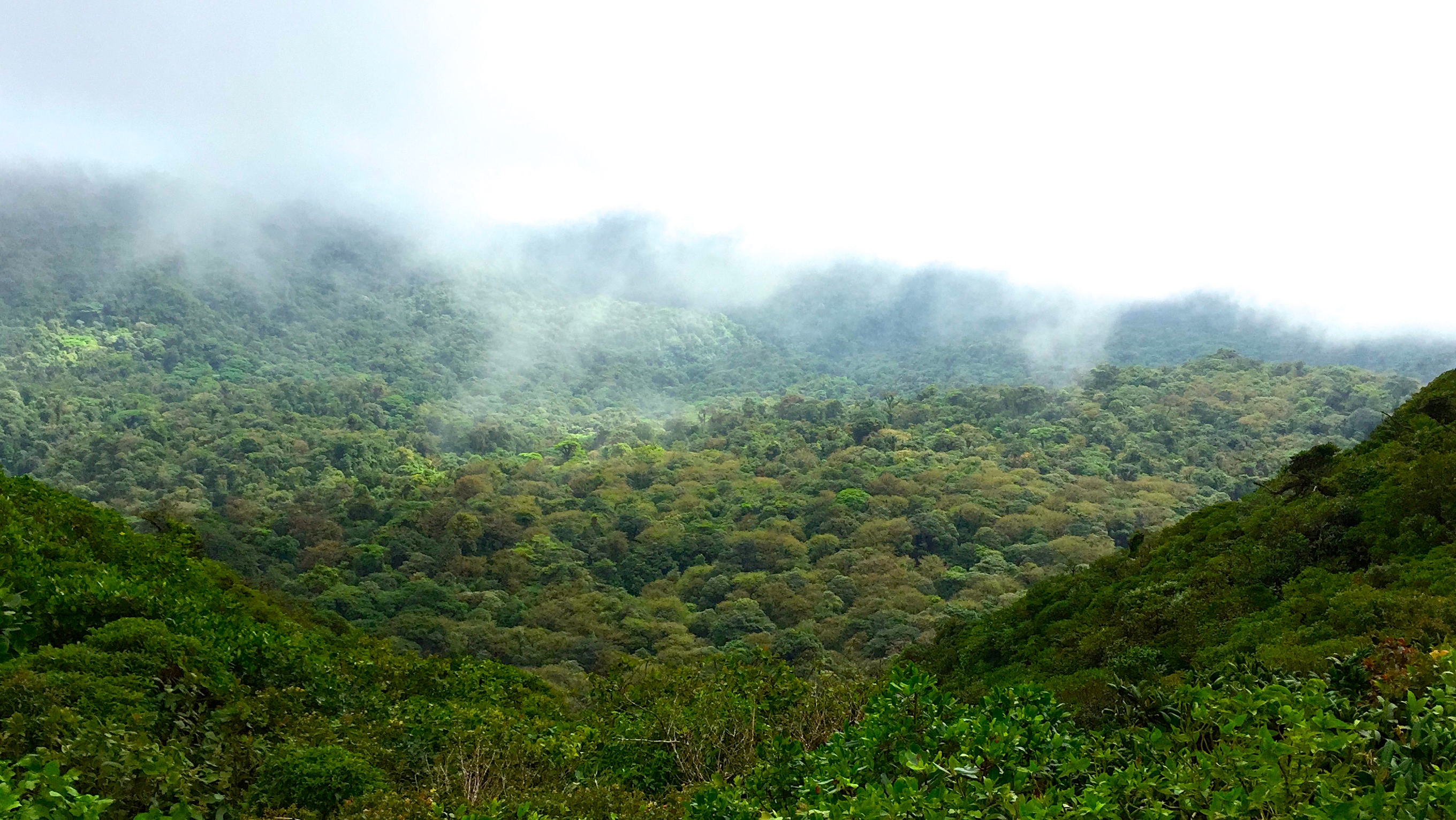 It's cloudy in the cloud forest!