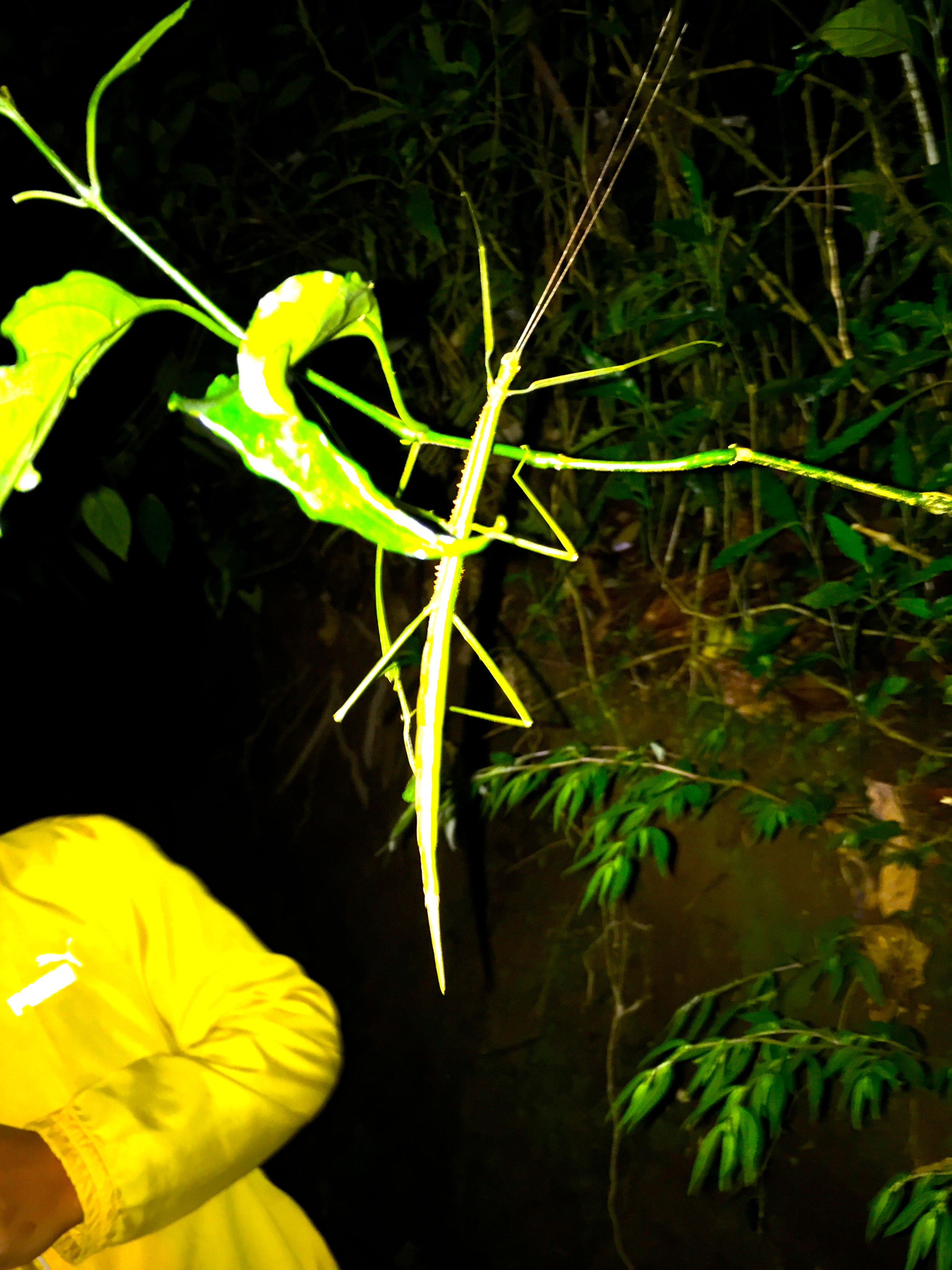 Walking stick!  We did not use THESE walking sticks on our hike!