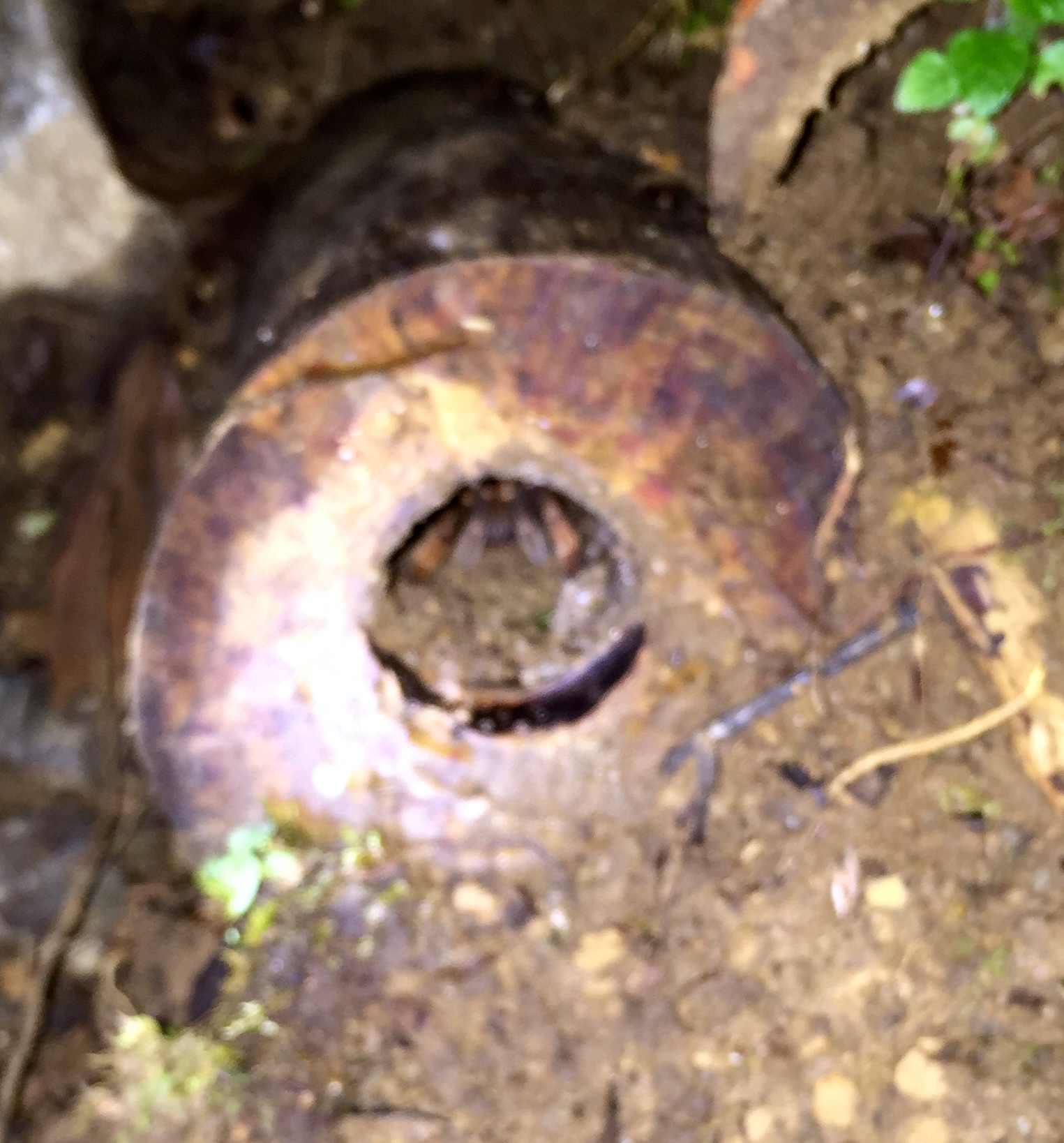 That's a tarantula butt in there.