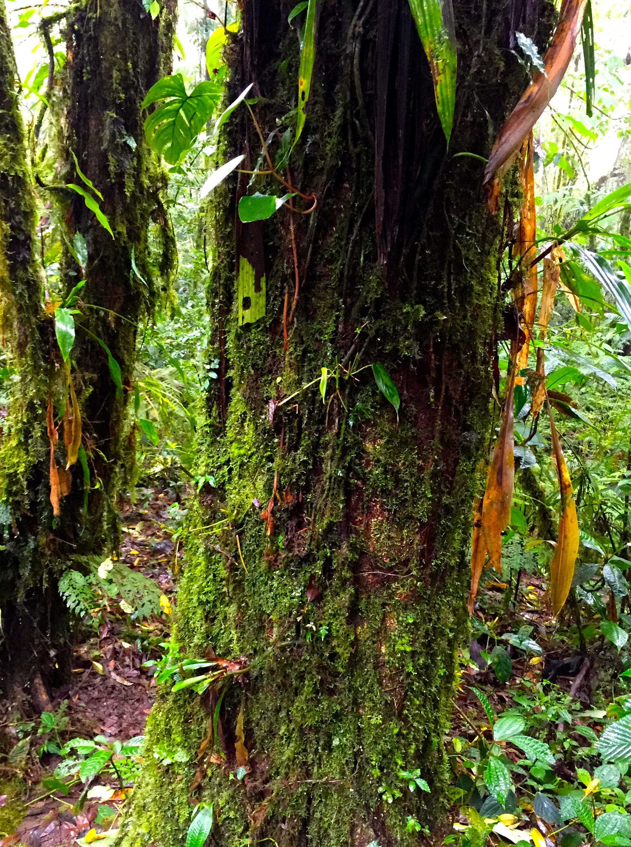 The Santa Elena Reserve is more woodsy and has lots of cool trees.