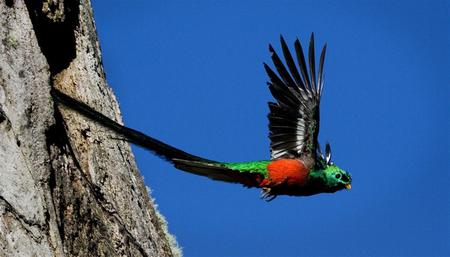 We didn't see a male but I put this picture in because it's cool.