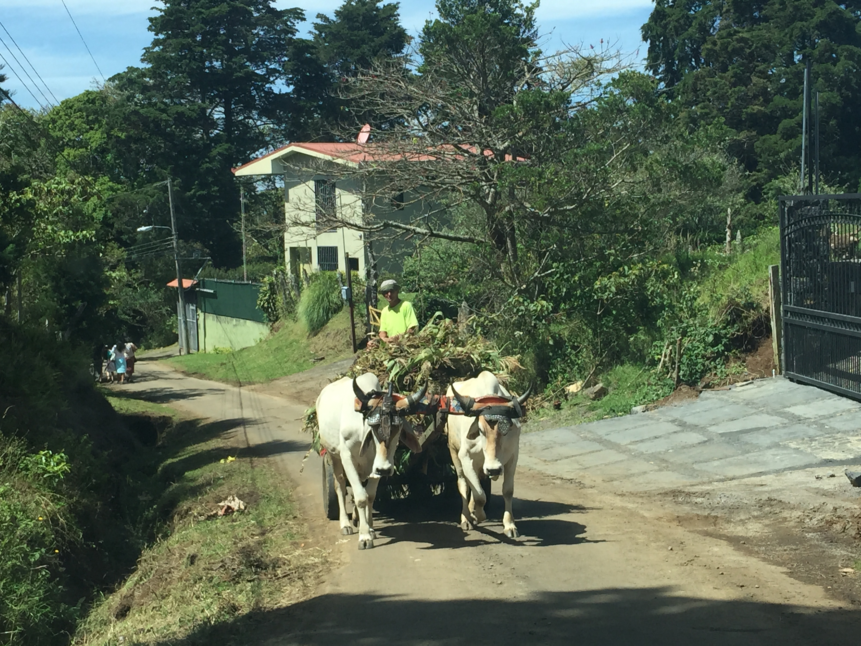 This guy is devilishly handsome too!  (had to include it because when Audrey and Katie went for coffee, Katie got to see the elusive "Ox Cart Guy" on our street).