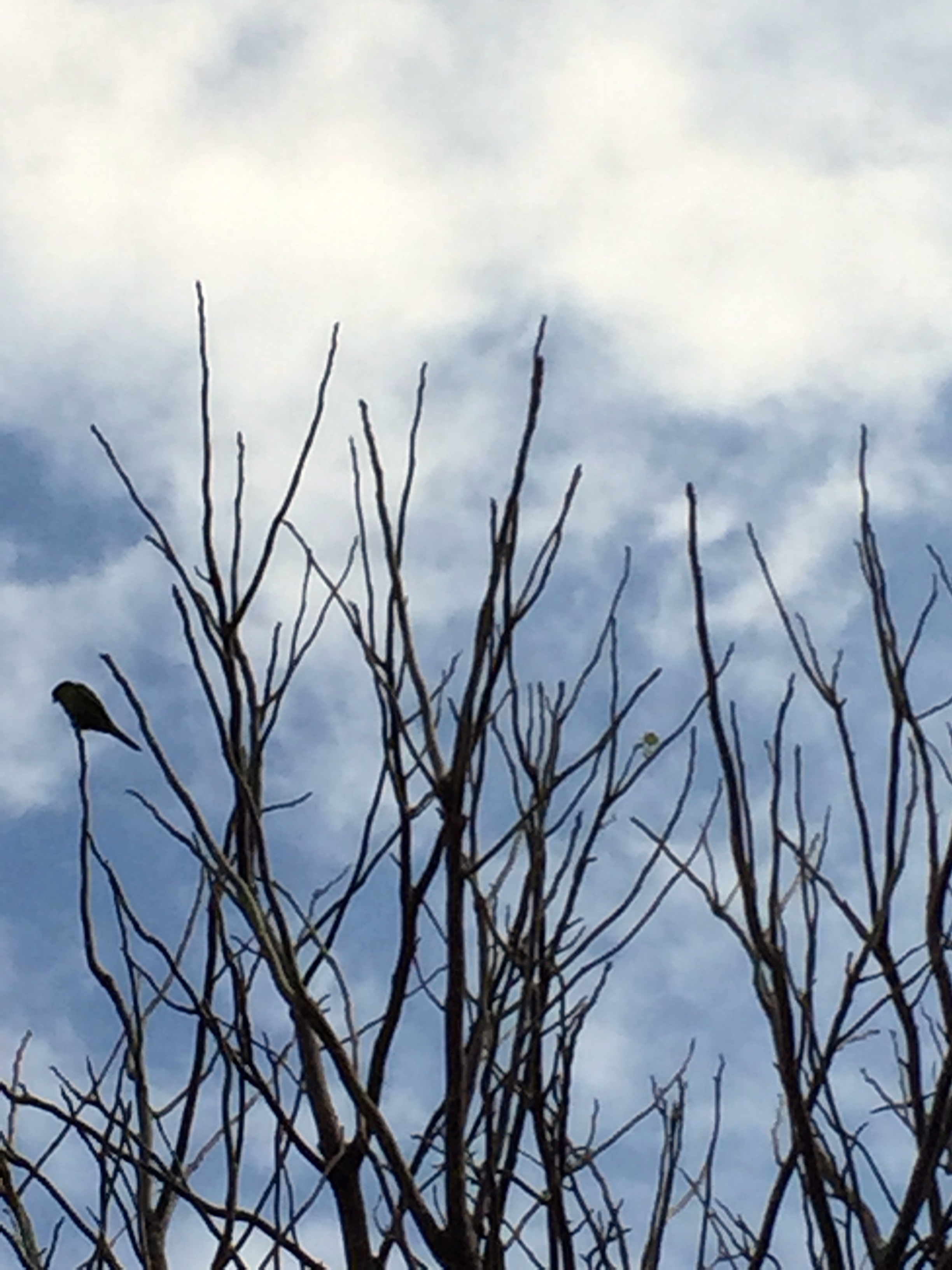 OK.  The picture didn't come out great but that is a parakeet at school...