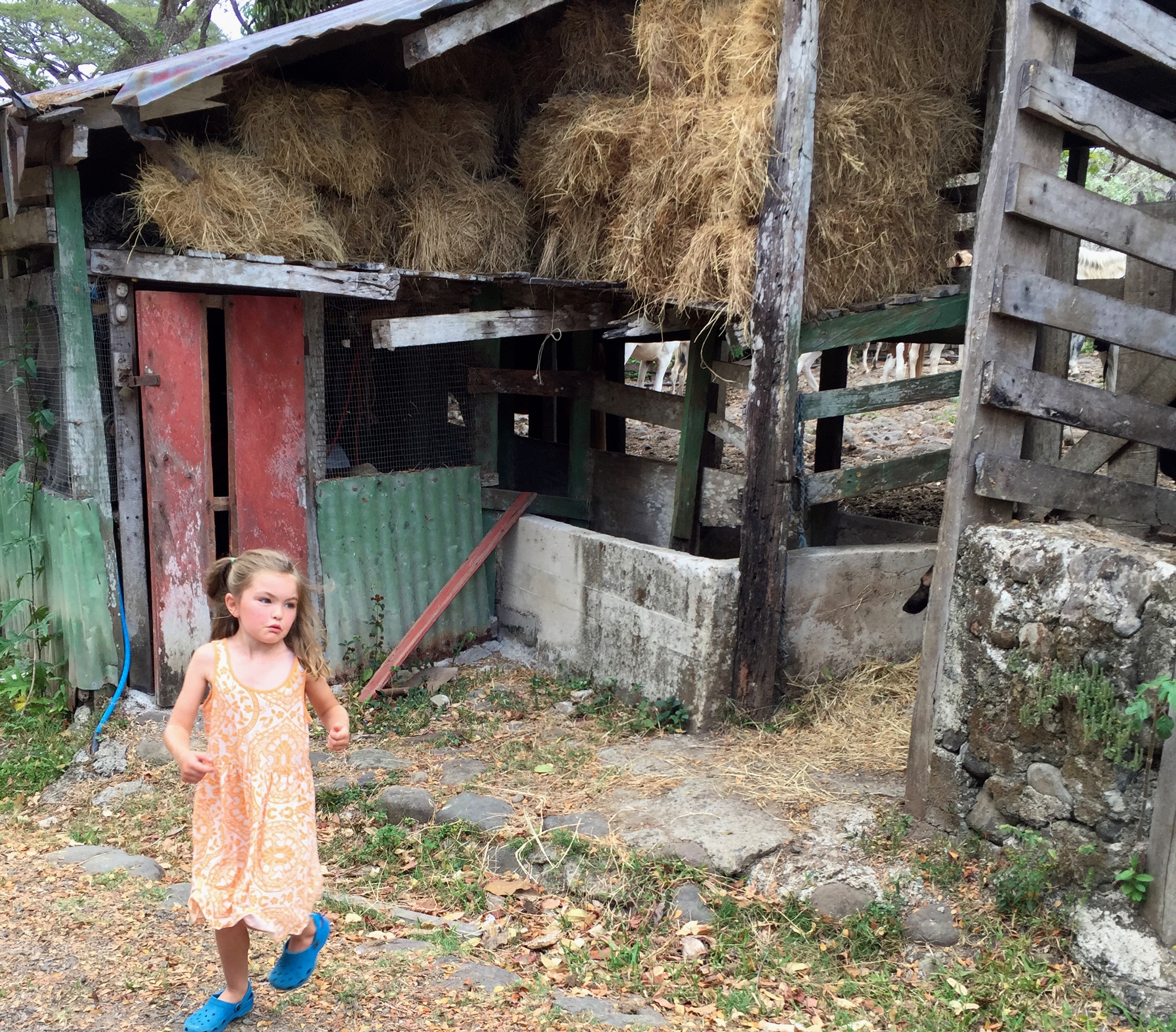 Liadan exploring the farm