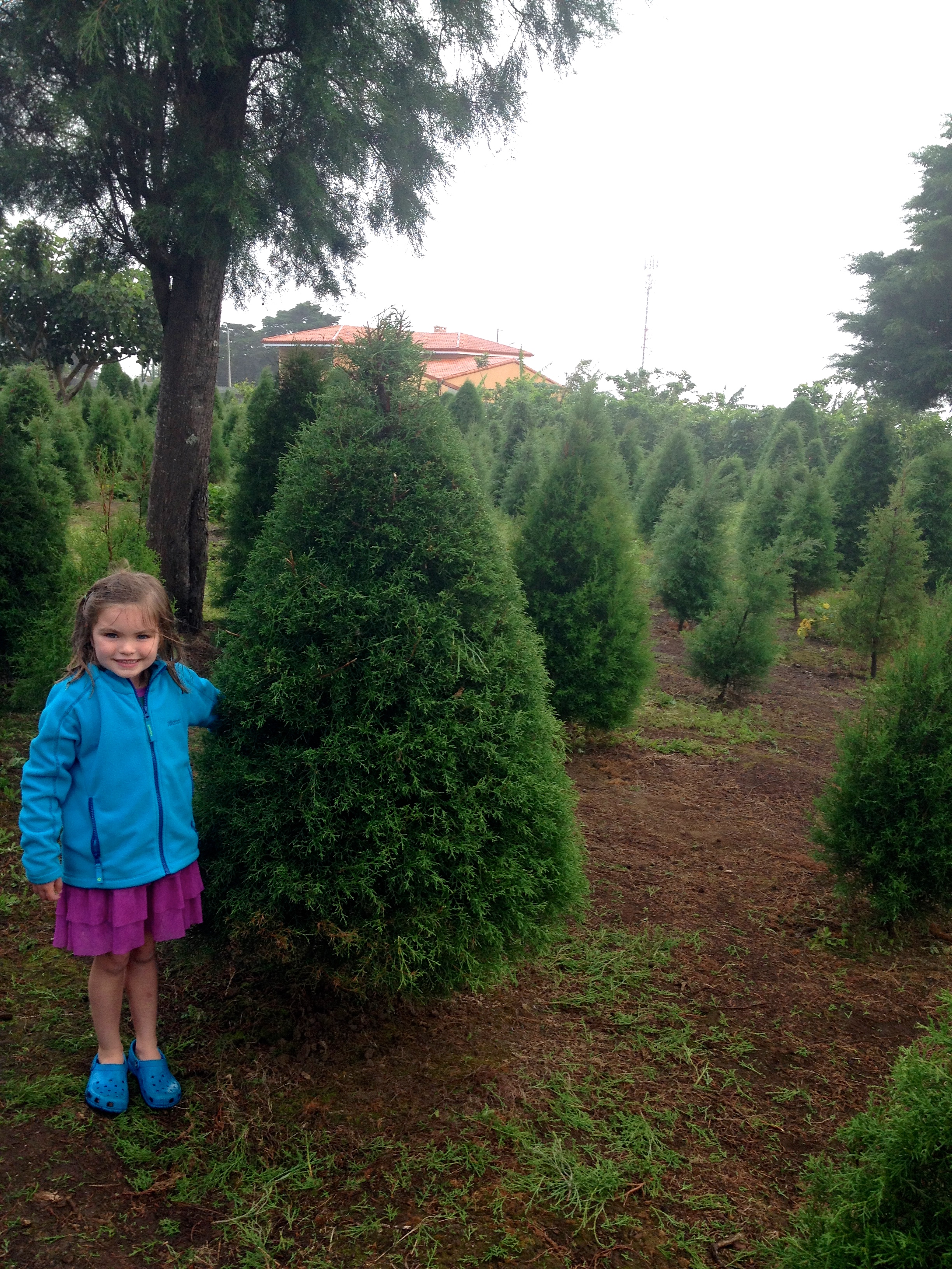 Getting A Christmas Tree! (2014.12)