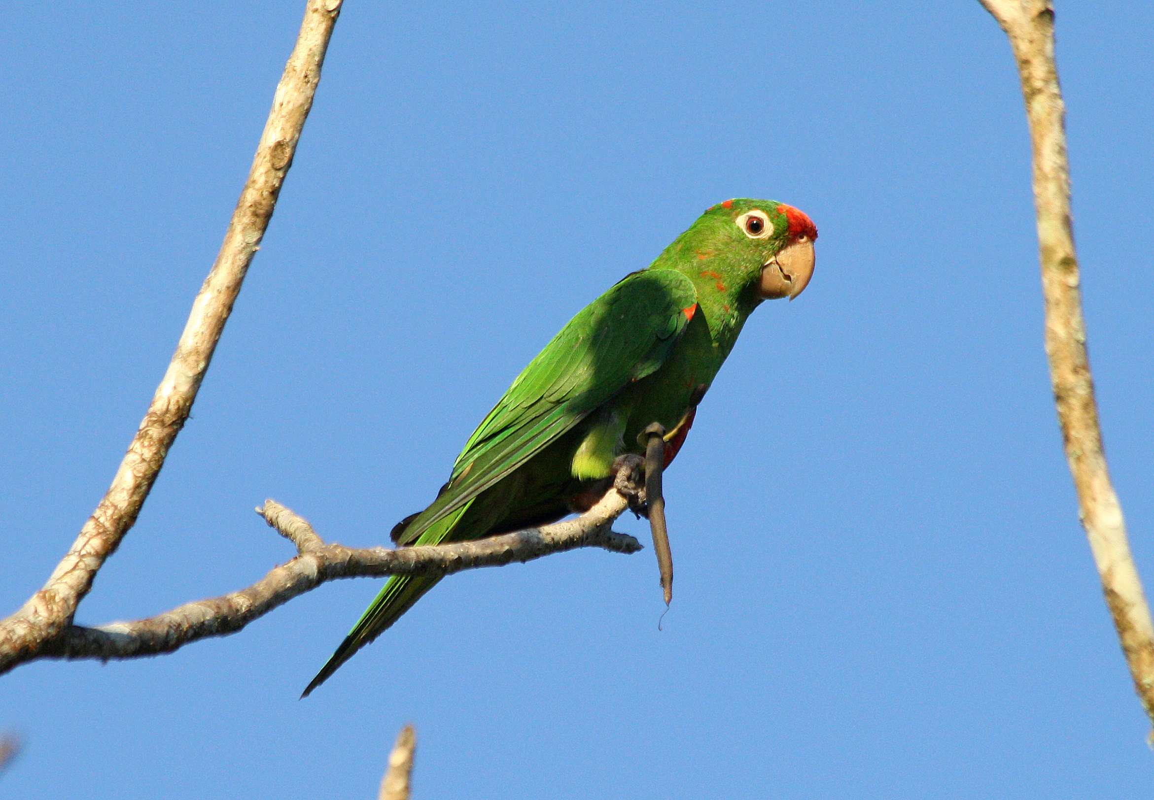 Pericos y Ceniza by Jack