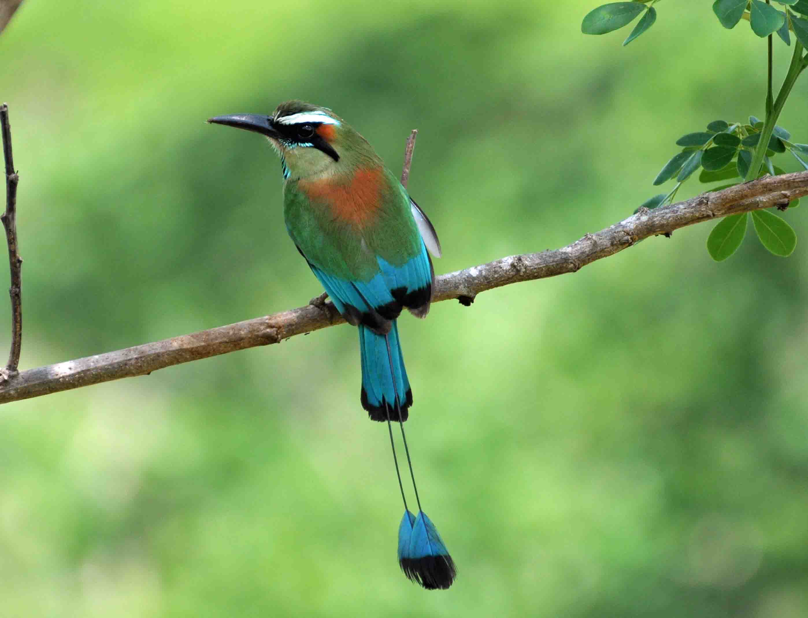 Turkoise-Browed motmot (national bird of Nicaragua).