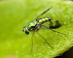 This isn't a pic of the right kind of mosca.  I need the kids to help me find one.  The right ones ARE kinda weird...