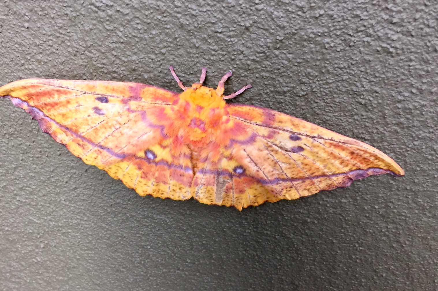 This guy was HUGE!  Kinda sad...and yet kinda cool...to see him taken out of mid-air by a bird!?!