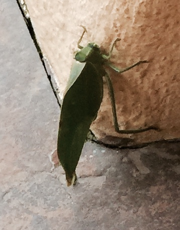 BIG but harmless (unless you are a leaf)