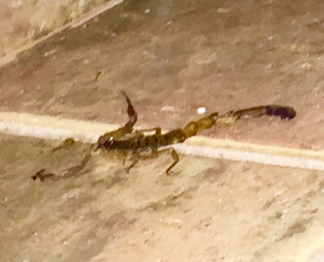 For the record...not a spider.  And not easy to kill either.