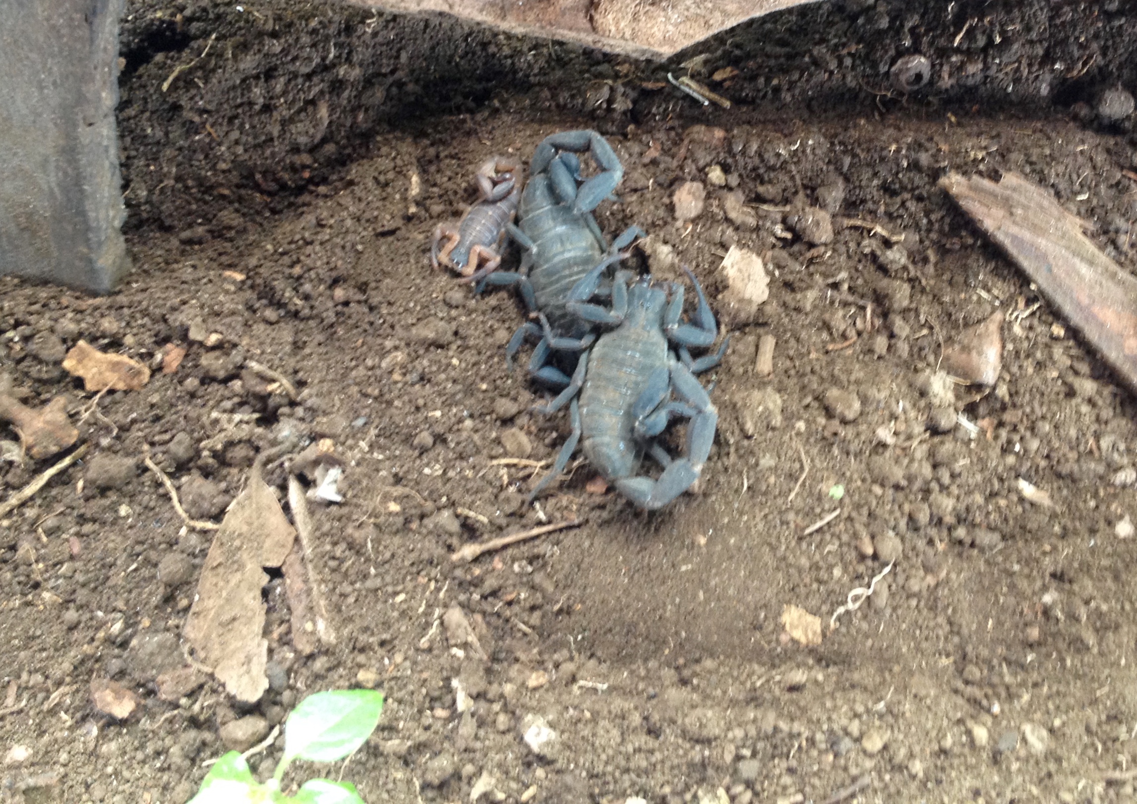 Scorpions just plain suck.  Don't like 'em.  Period.  Never moving to Arizona.