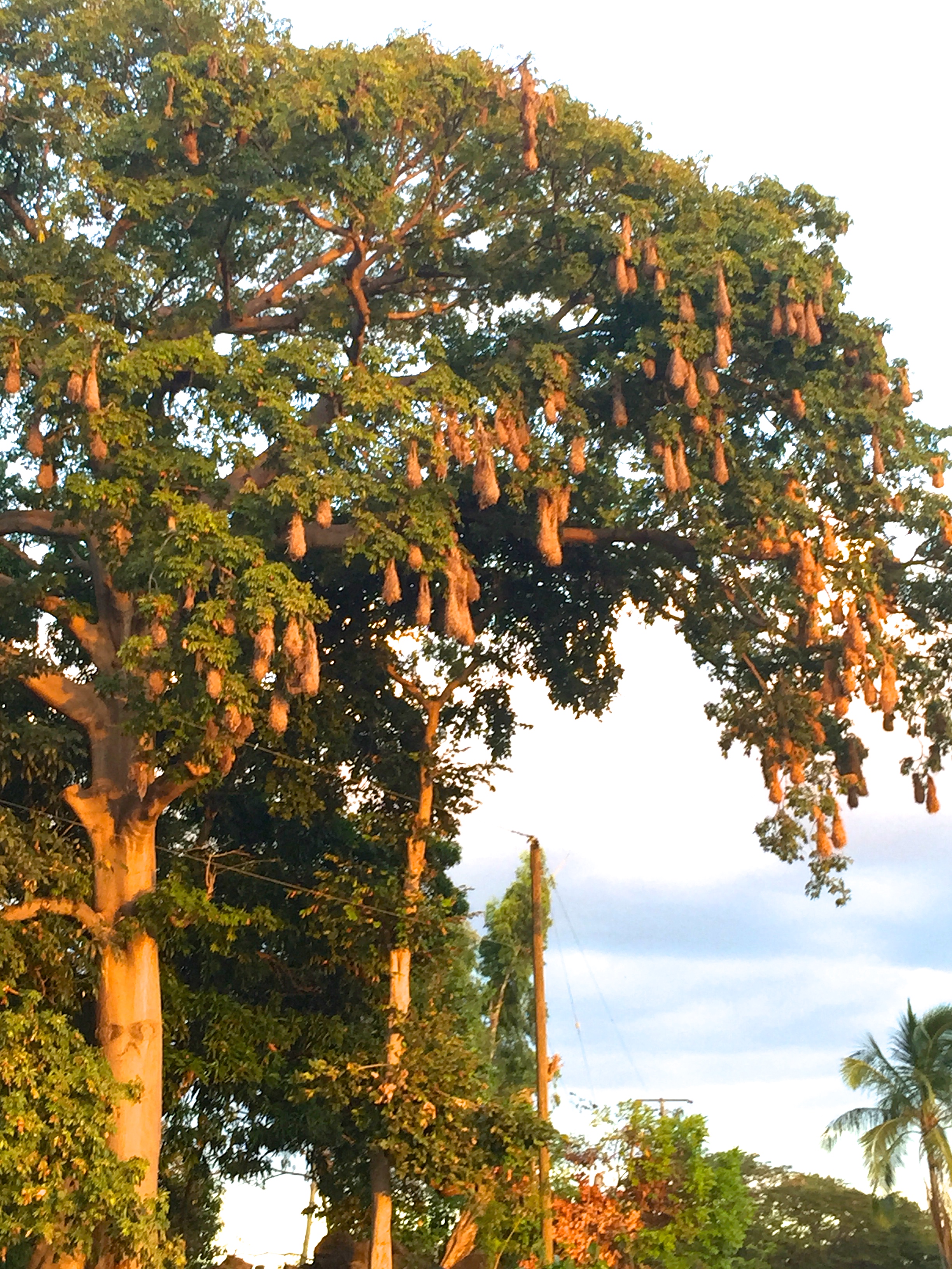A tree filled with Charlie's favorite -- oropendola nests!