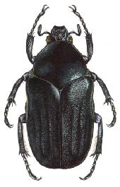 Poor beetles.  They are incredibly stupid and largely harmless.  I feel bad for them... : (