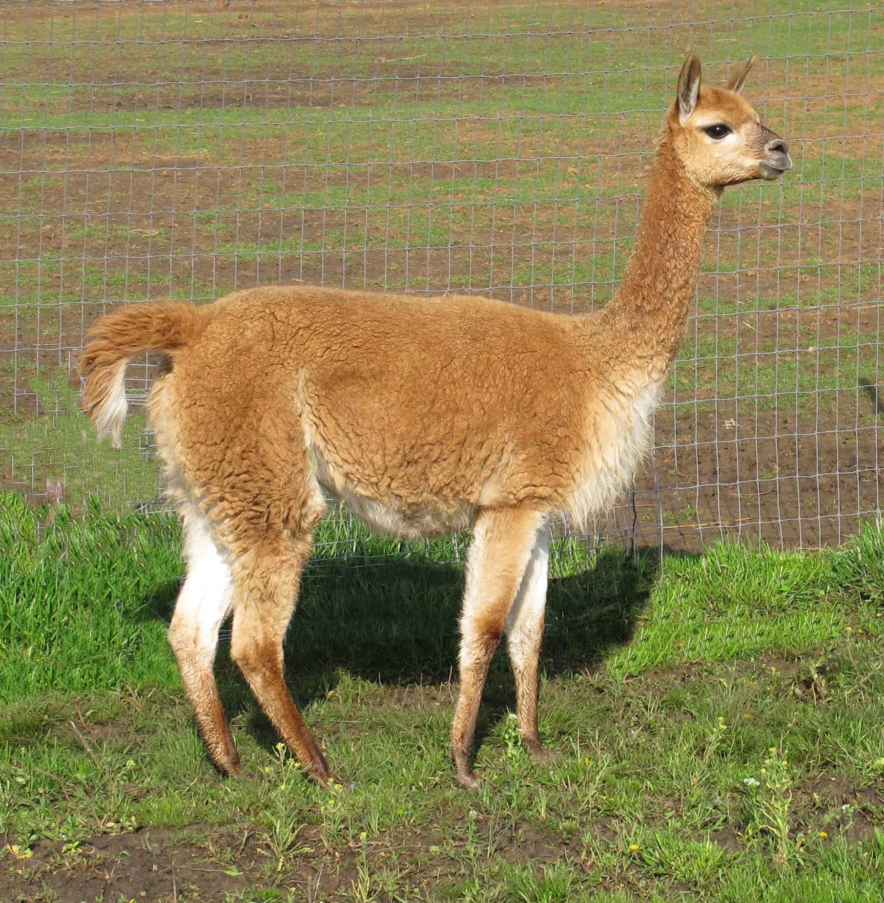 The vicuña! One of the only wild camelids on Earth...