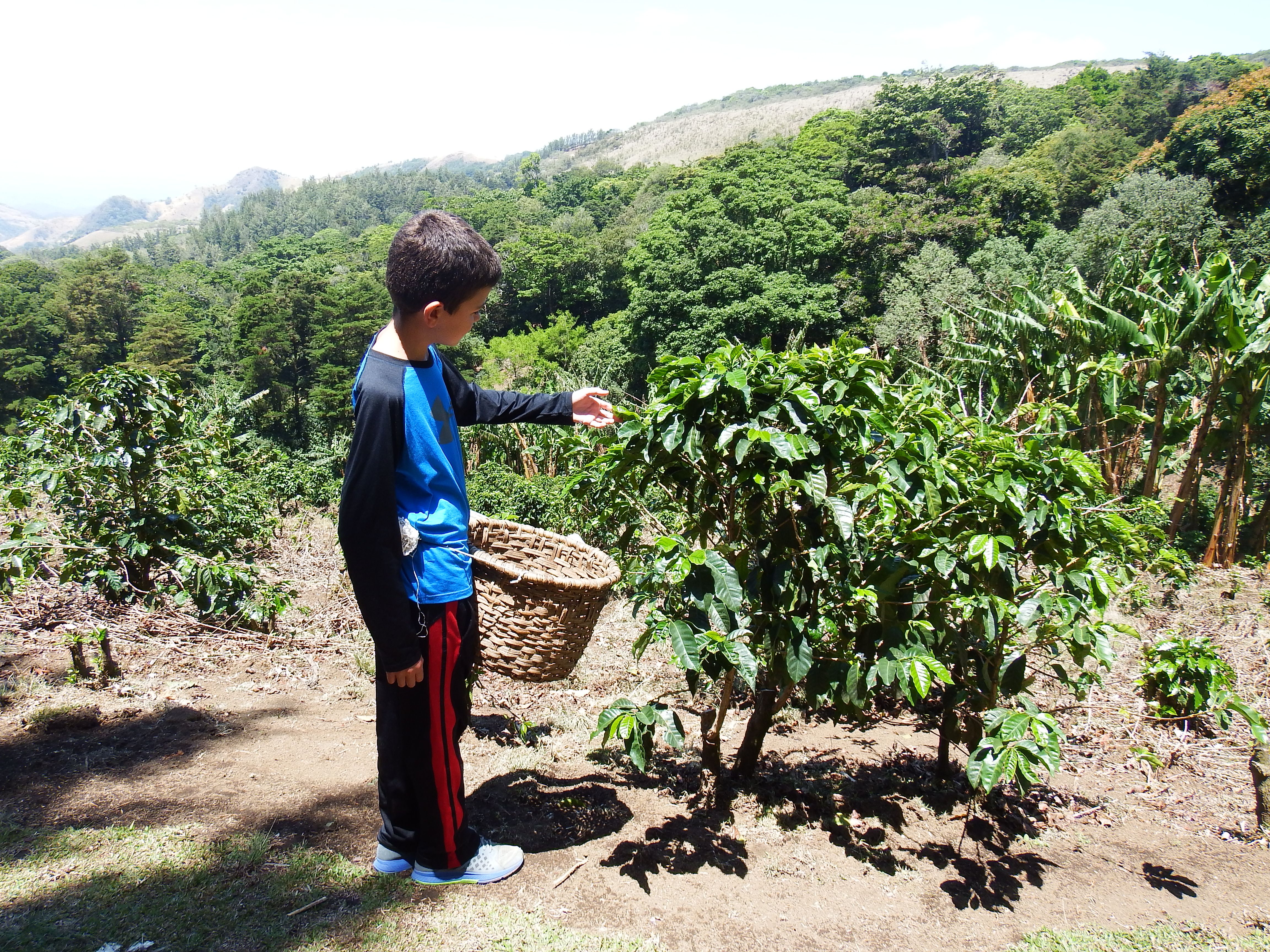 There is something funny about this pic from a local coffee farm because they chose Jack to wear the coffee picking basket thinking he would find it crazy cool and unique and not knowing that his class at the European School spent half a DAY picking coffee beans as a school outing!