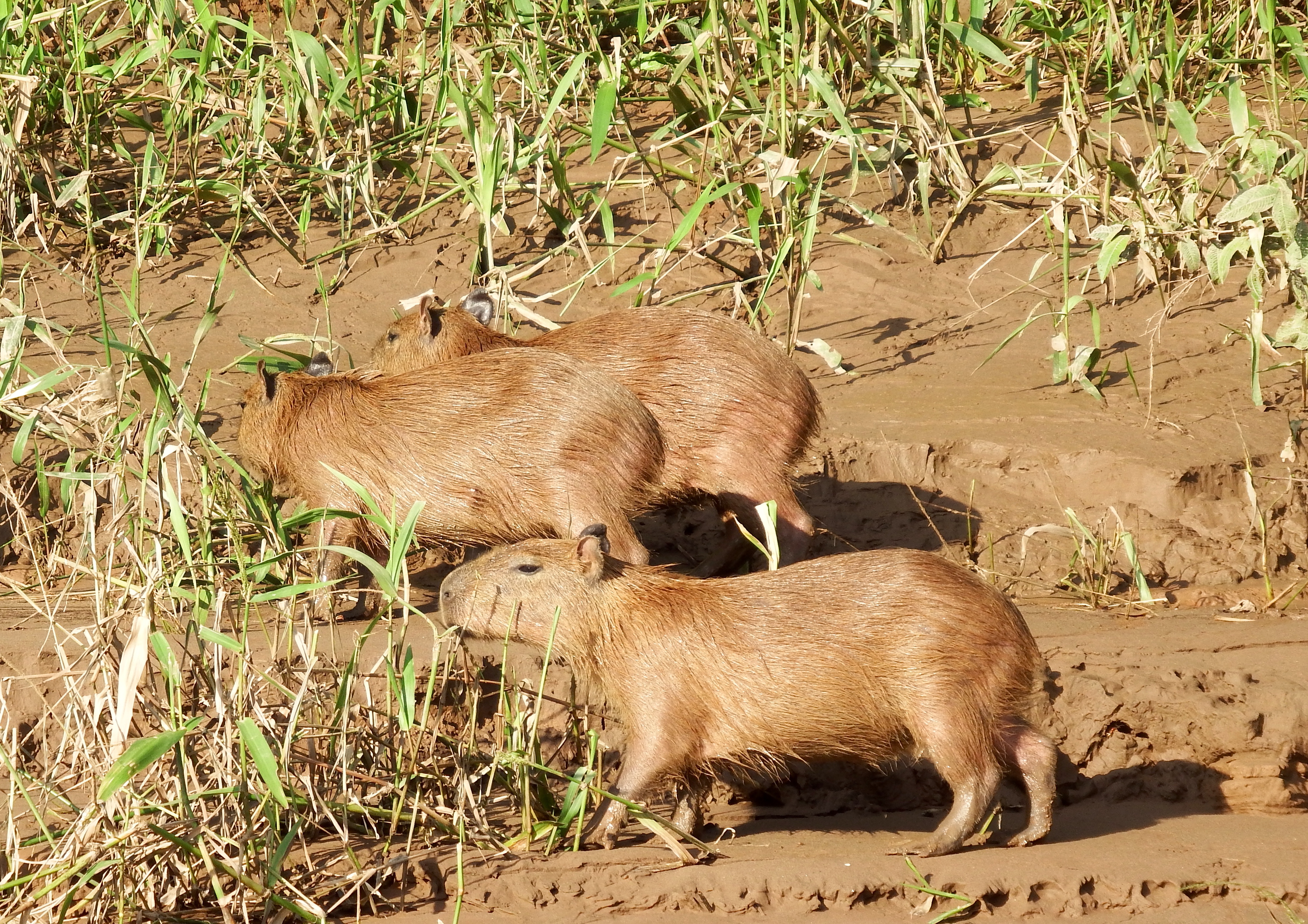 Baby capybaras!!