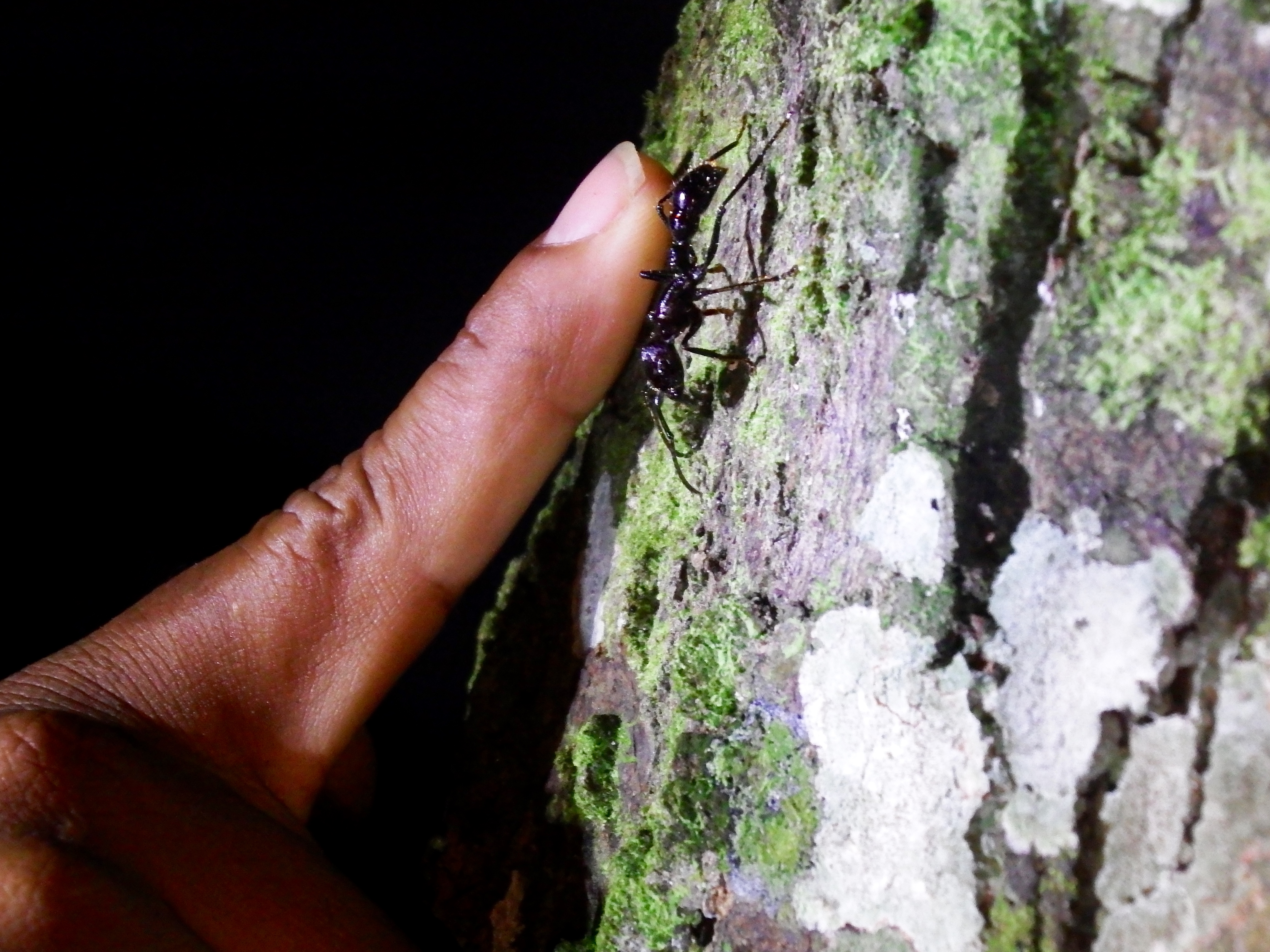 That's Saay's finger next to a bullet ant.  These guys almost got me (their bite is 30x more painful than a bee!)