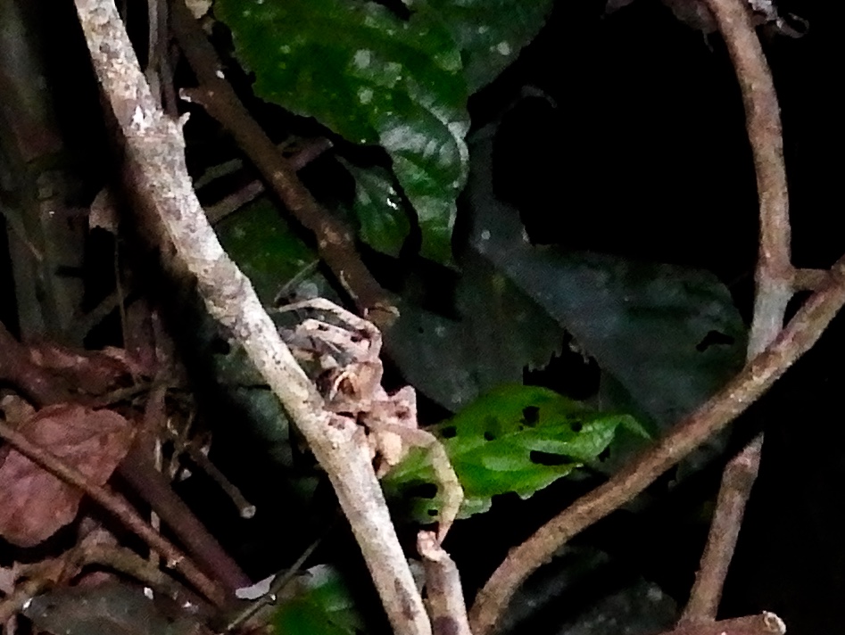 Brazilian Wandering Spider (deadly!)