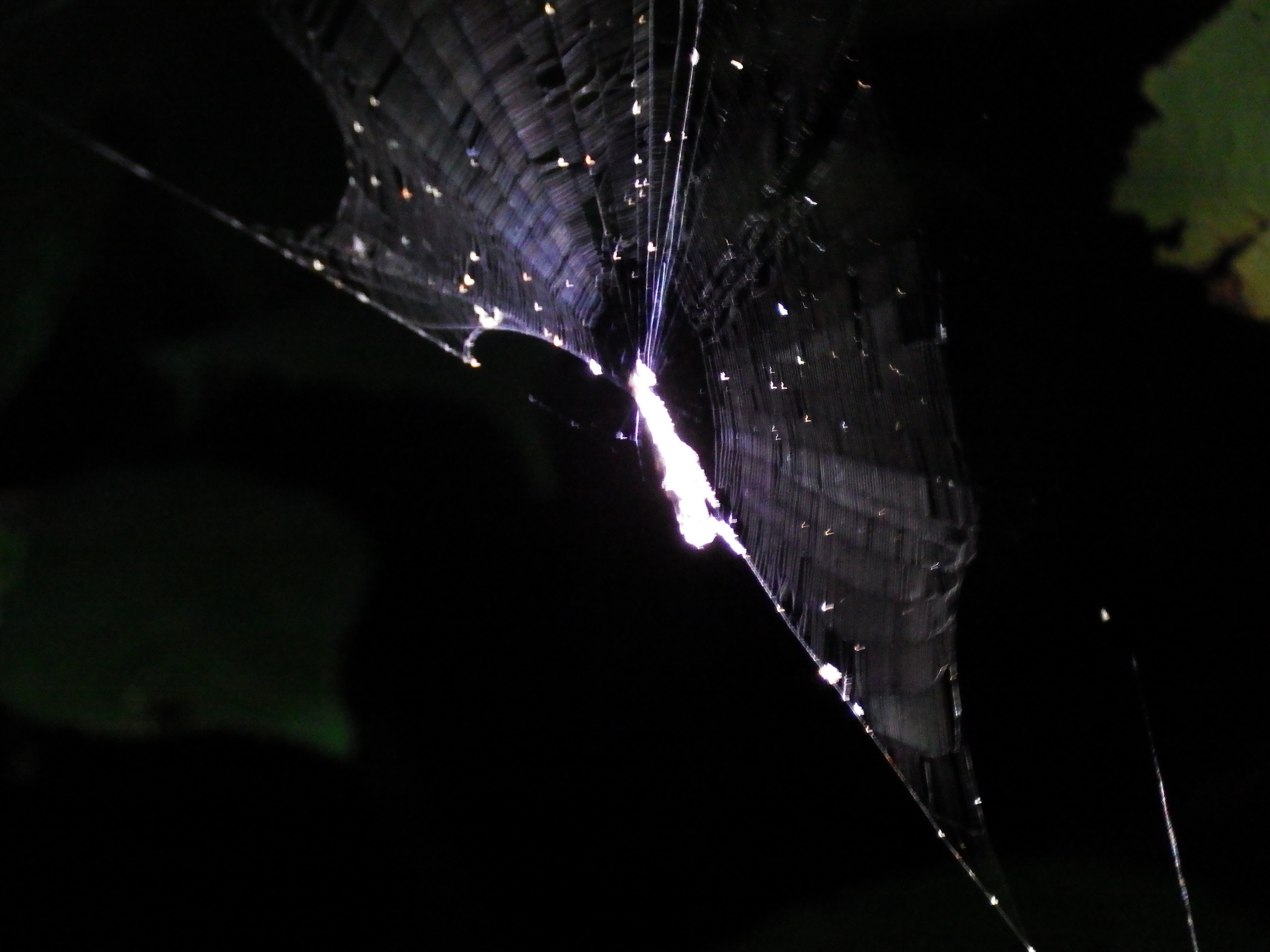 This is a "decoy spider" - a species discovered by researchers at TRC!  This one is 'building' a 'fake big spider' to scare of predators (using remains of dead bugs) but the spider is actually VERY tiny!