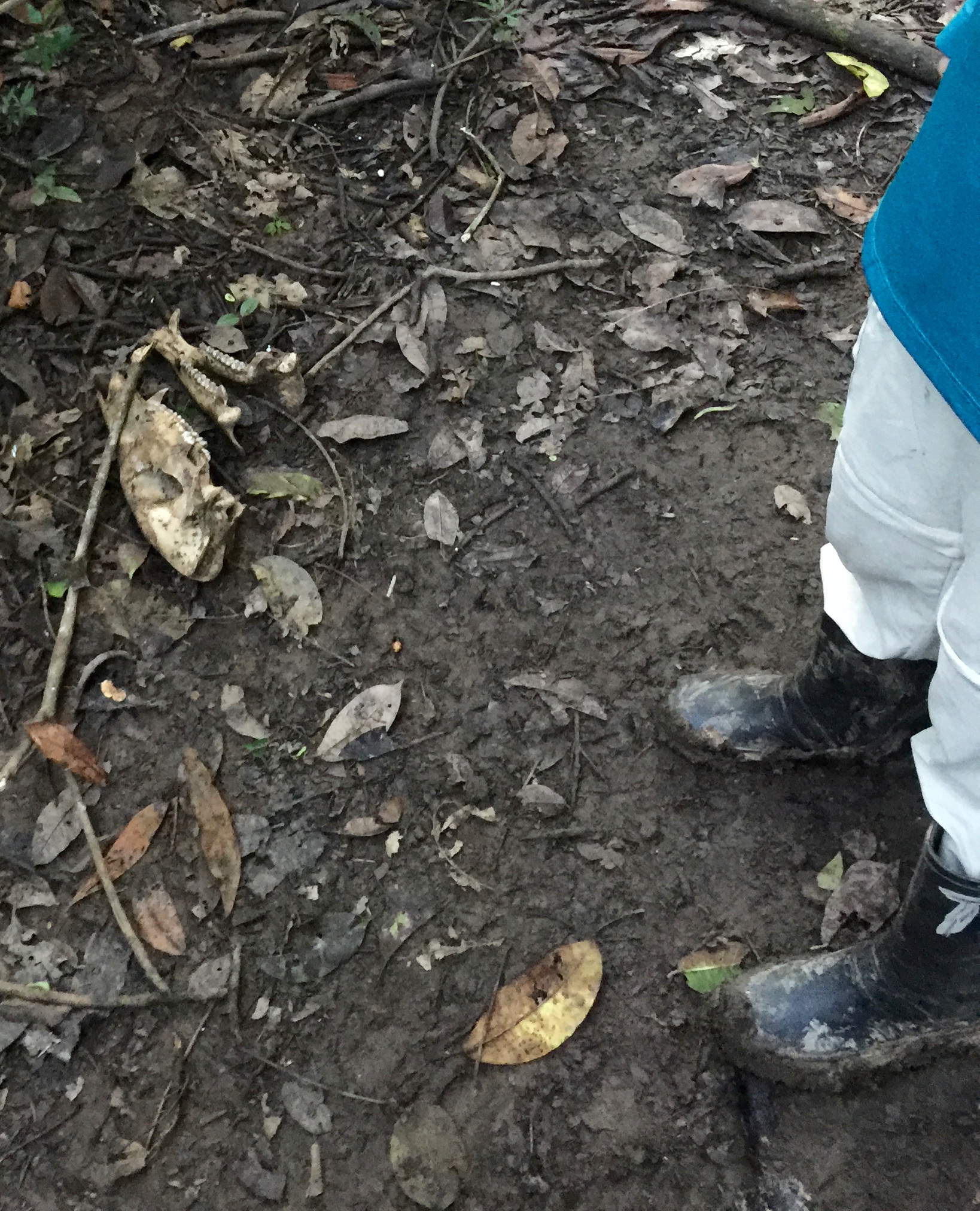 The skull of a white-lipped peccary