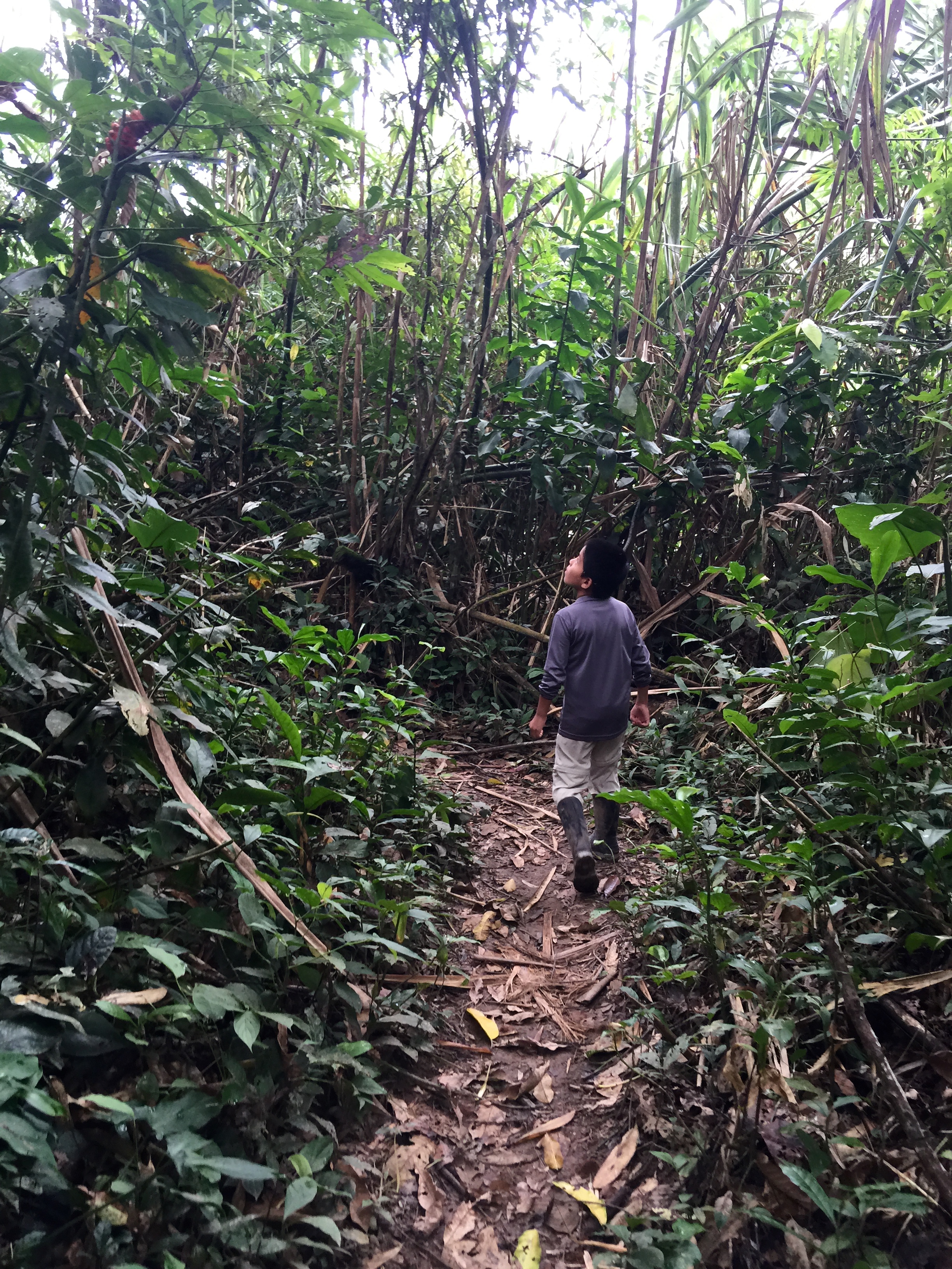 Peru Part #3: Tambopata (The Amazon Basin)